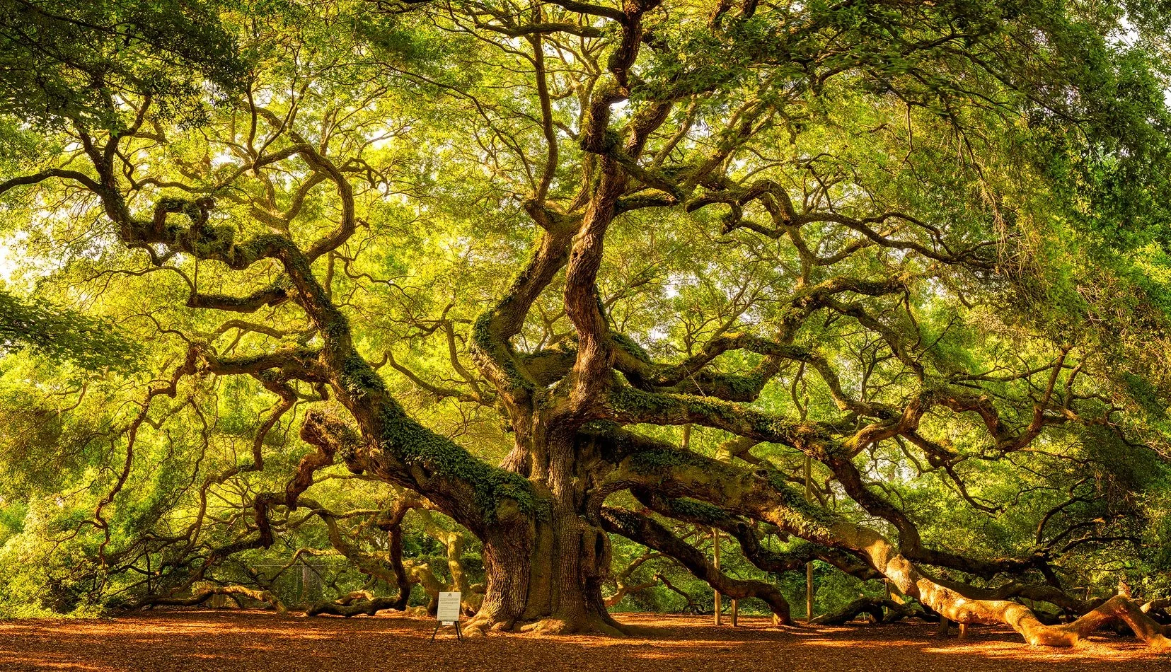 A large, twisted ancient tree with sprawling branches covered in green leaves, situated in a natural setting with sunlight filtering through the foliage.