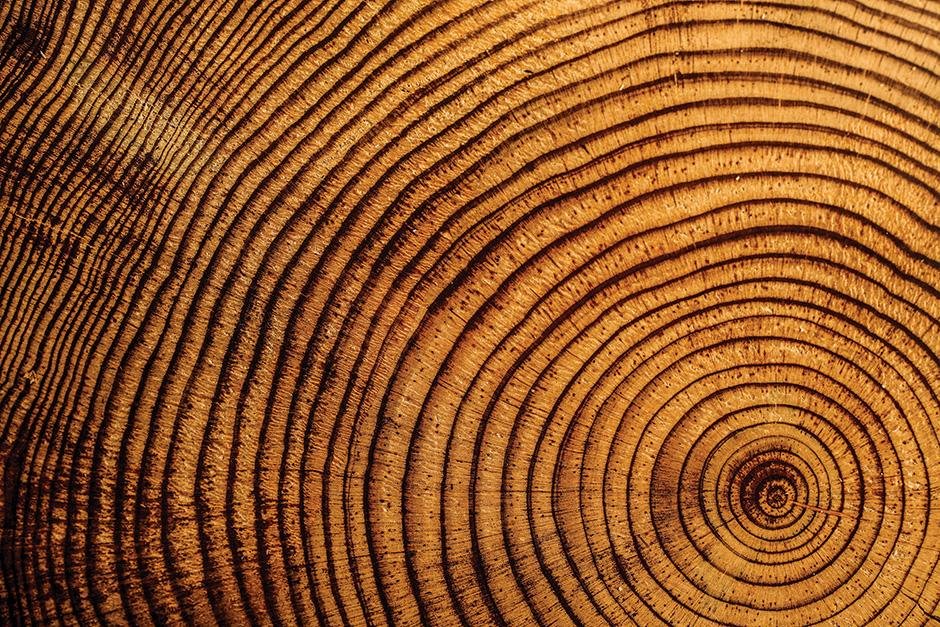 Close-up of a cross-section of a wooden log showing growth rings.