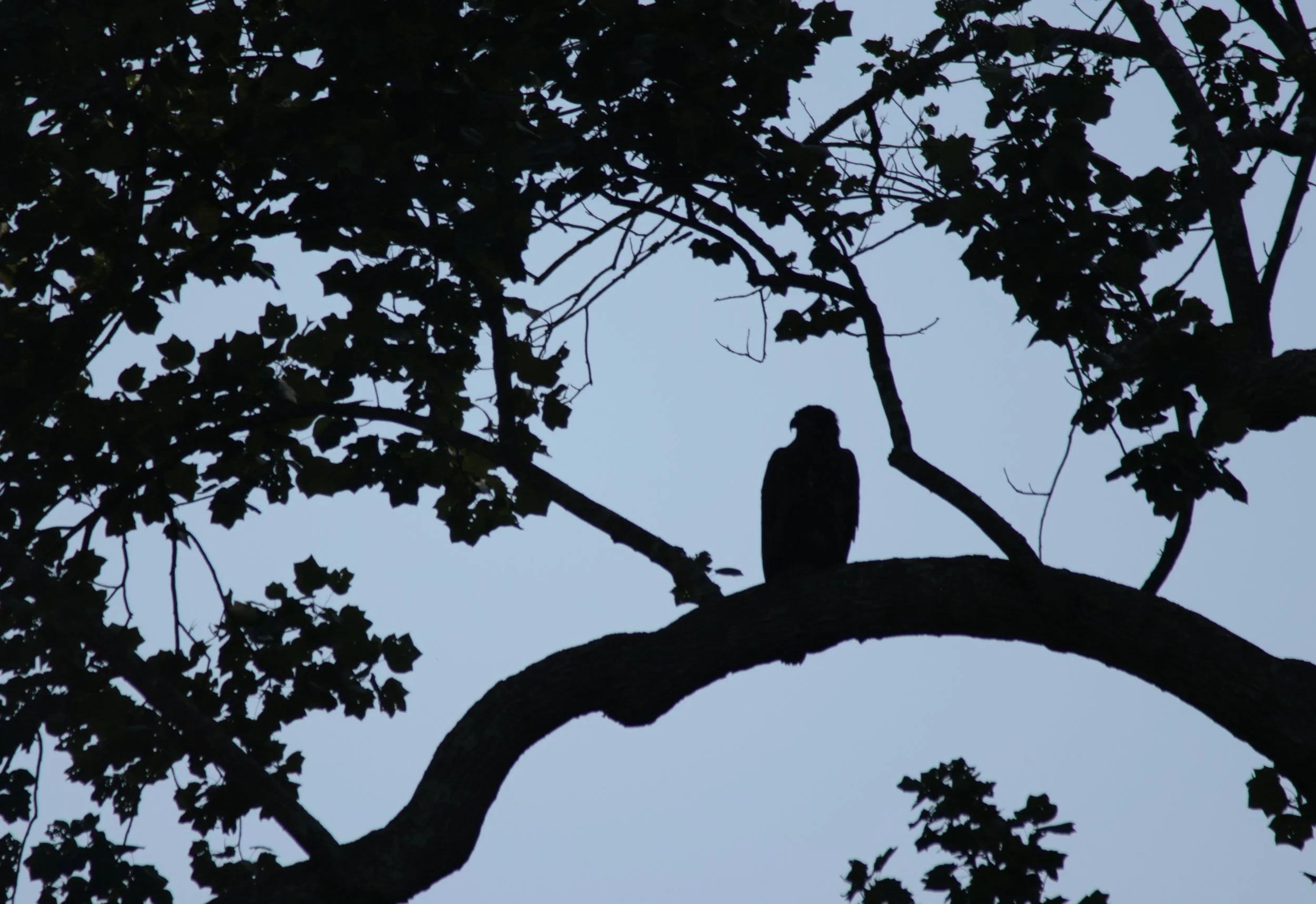 Silhouette of a Bald Eagle sitting on a tree branch against a pale sky, with leaves and branches surrounding it.