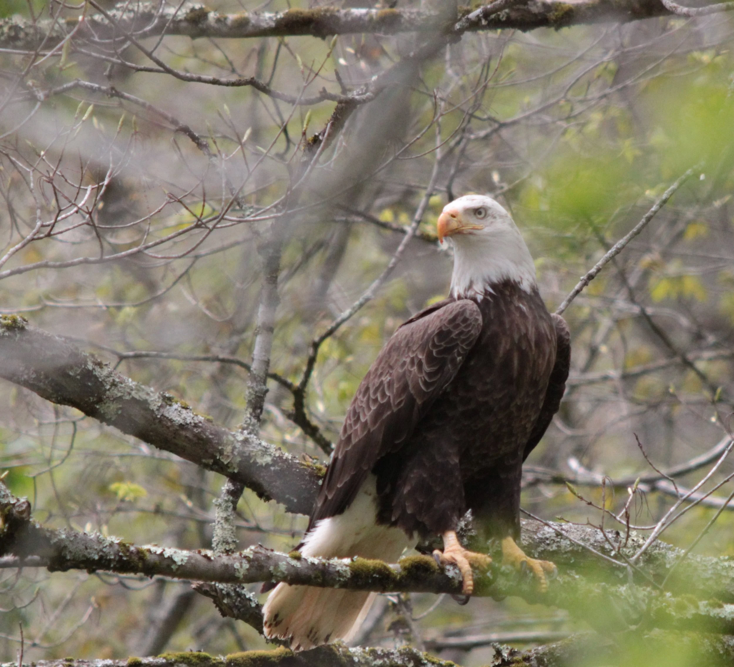 A large Bald Eagle perched on a tree branch looking to his right.