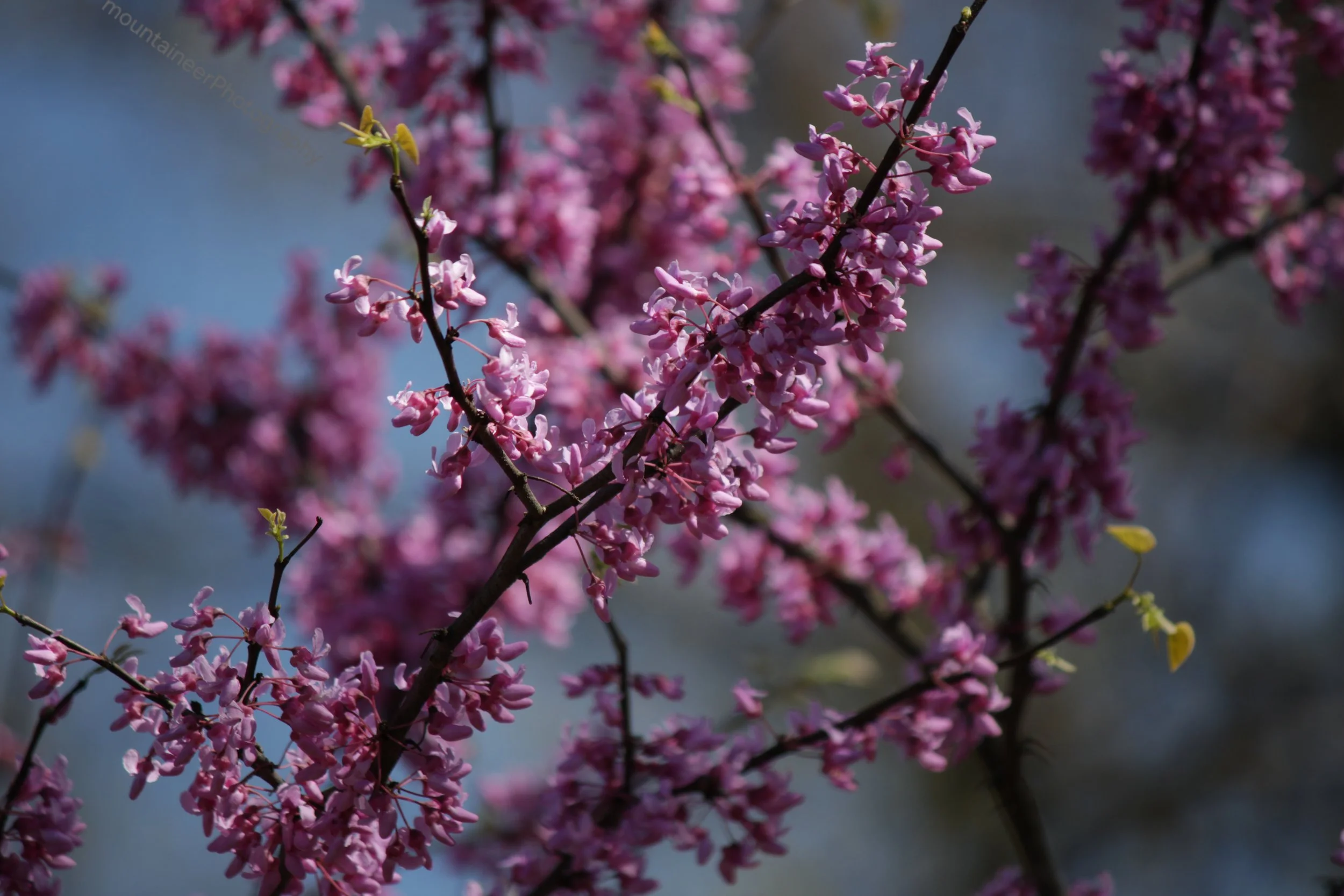 Eastern Redbud