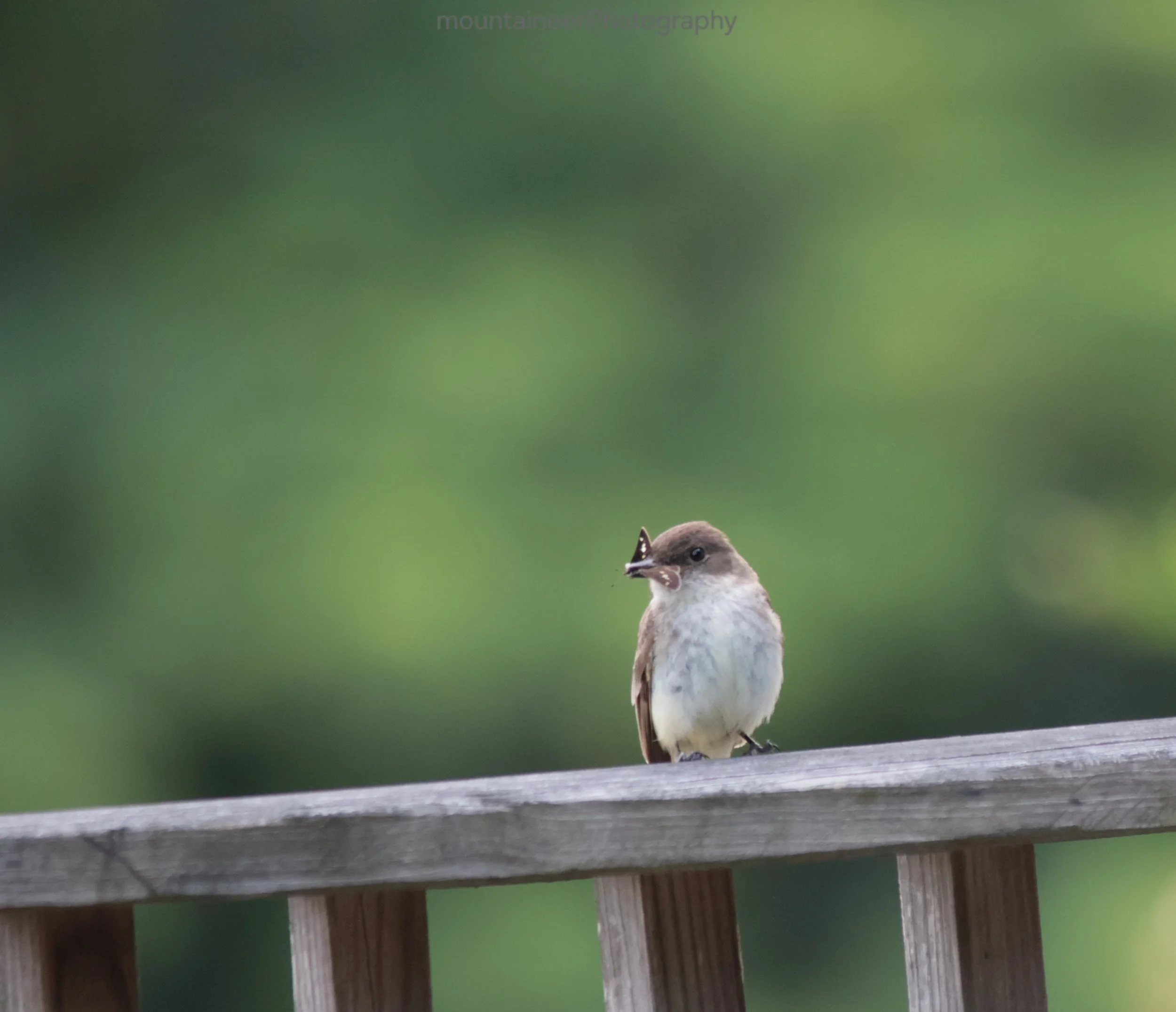 Little Hunter: Eastern Phoebe