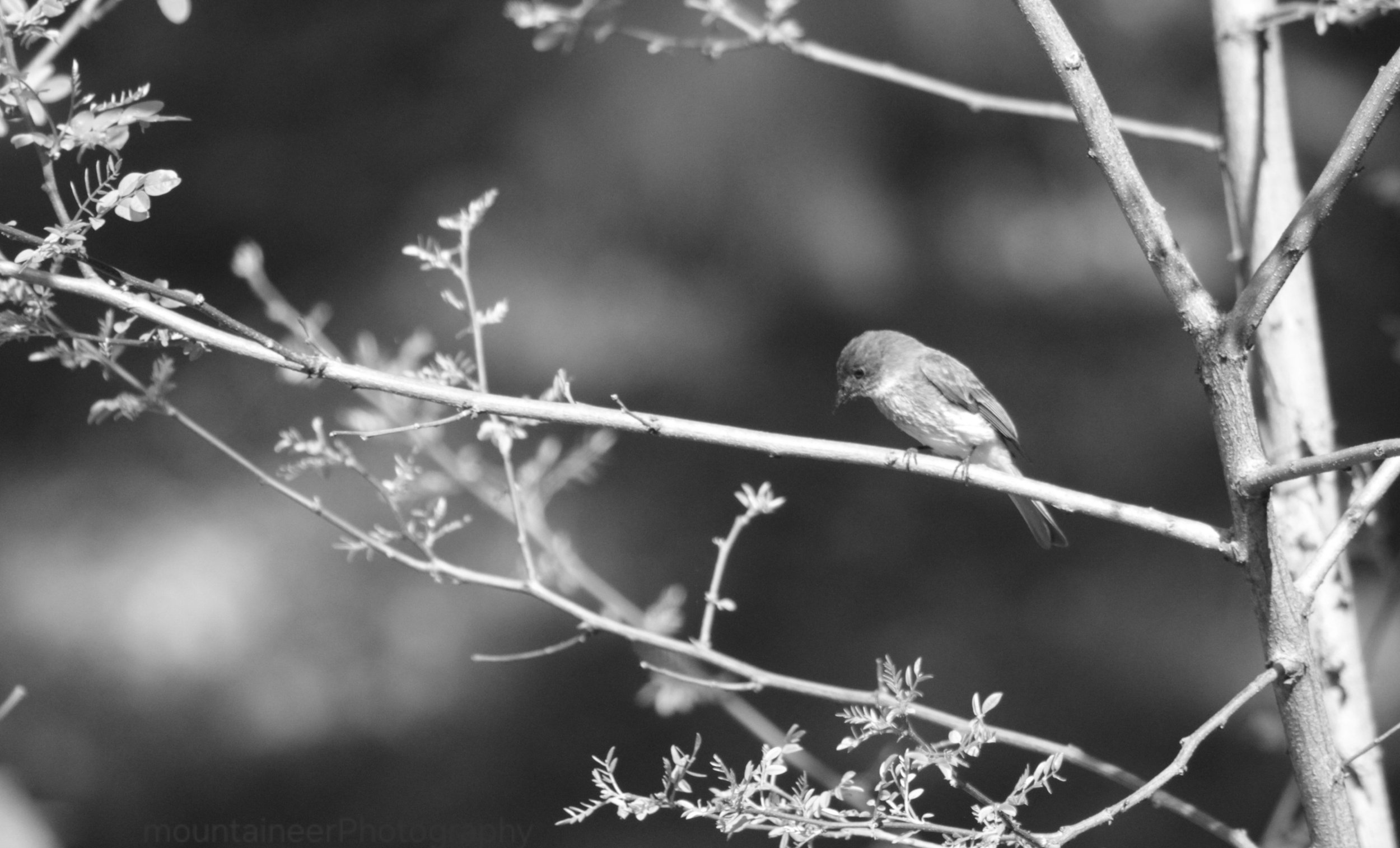 Sad Little BIrd