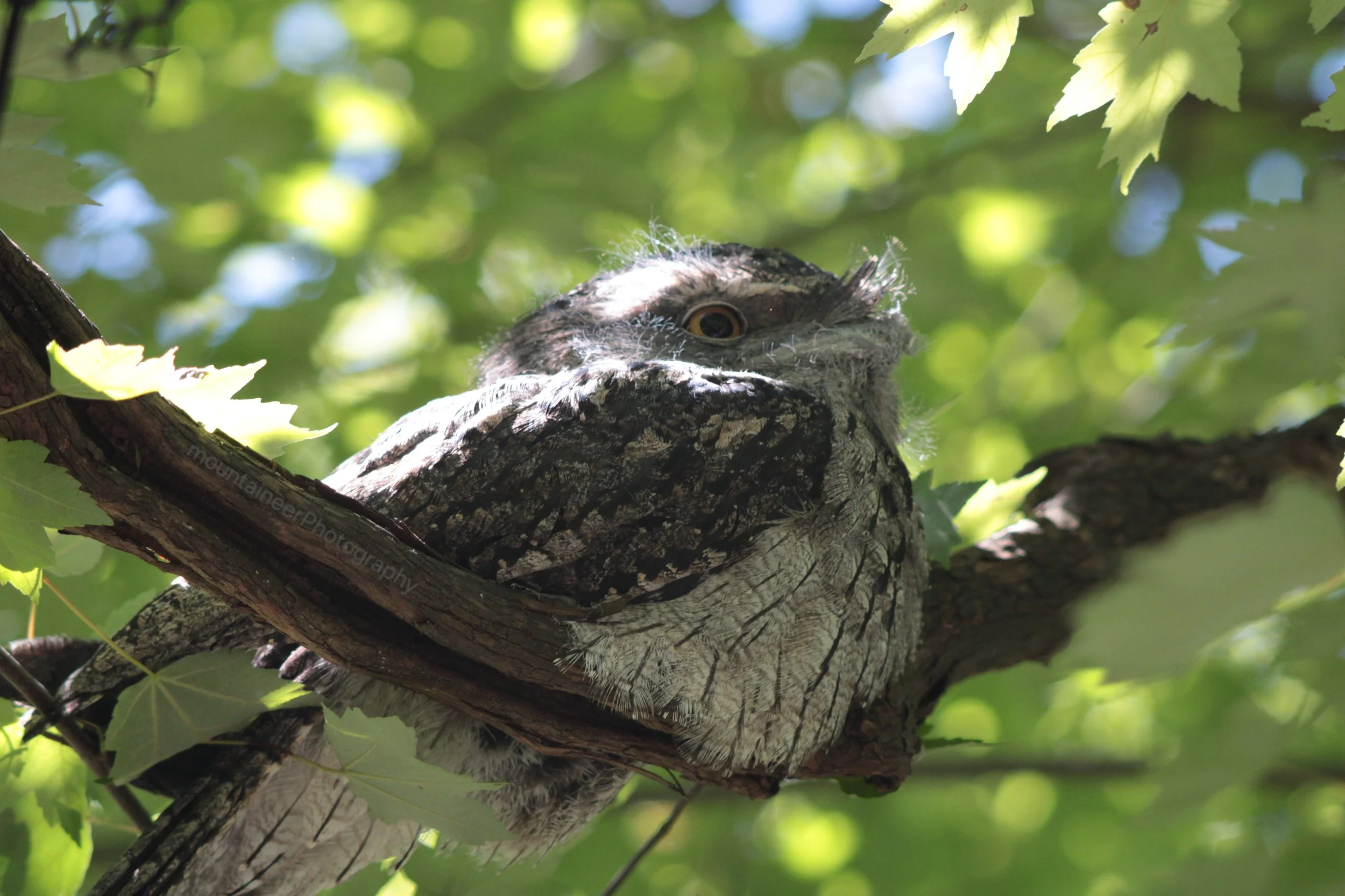 Tawny Frogmouth