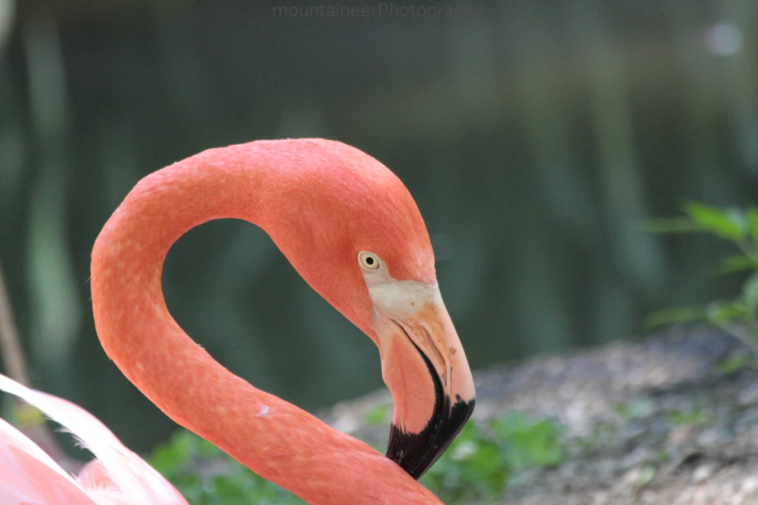Pink Flamingo Portrait.