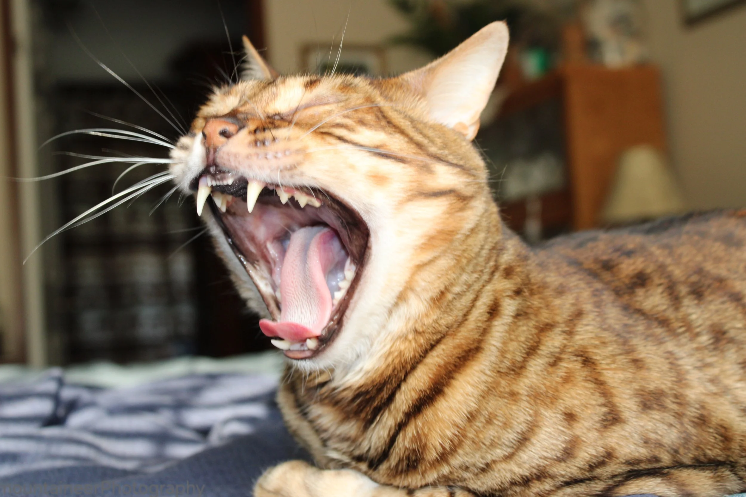 Bengel Roar