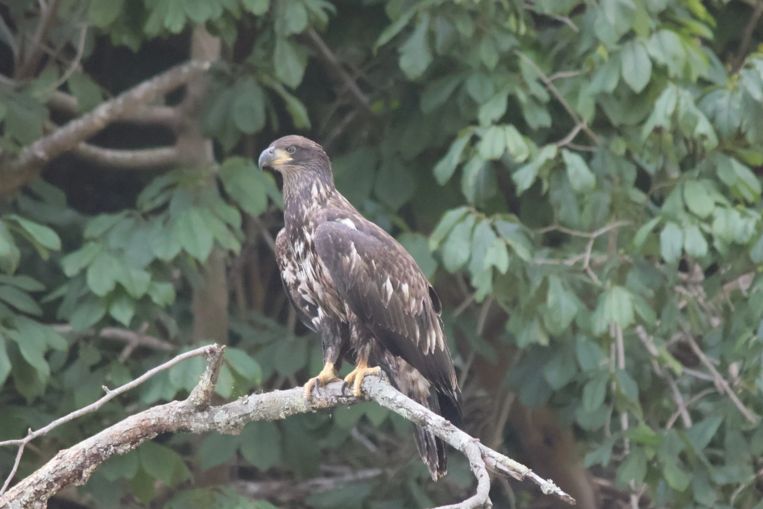 Juvenile Bald Eagle, perched on a tree branch surrounded by green leaves.