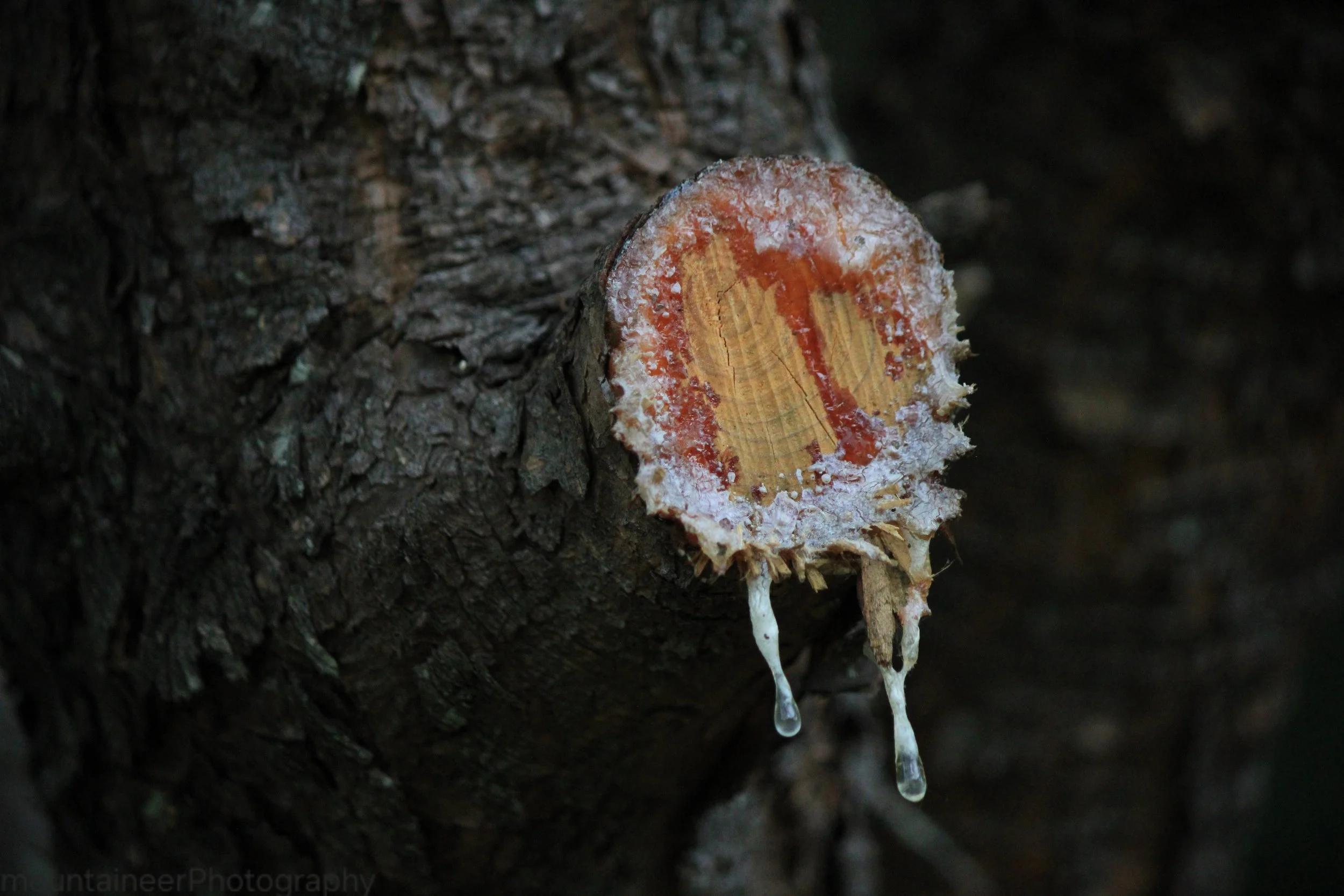 Pine Sap