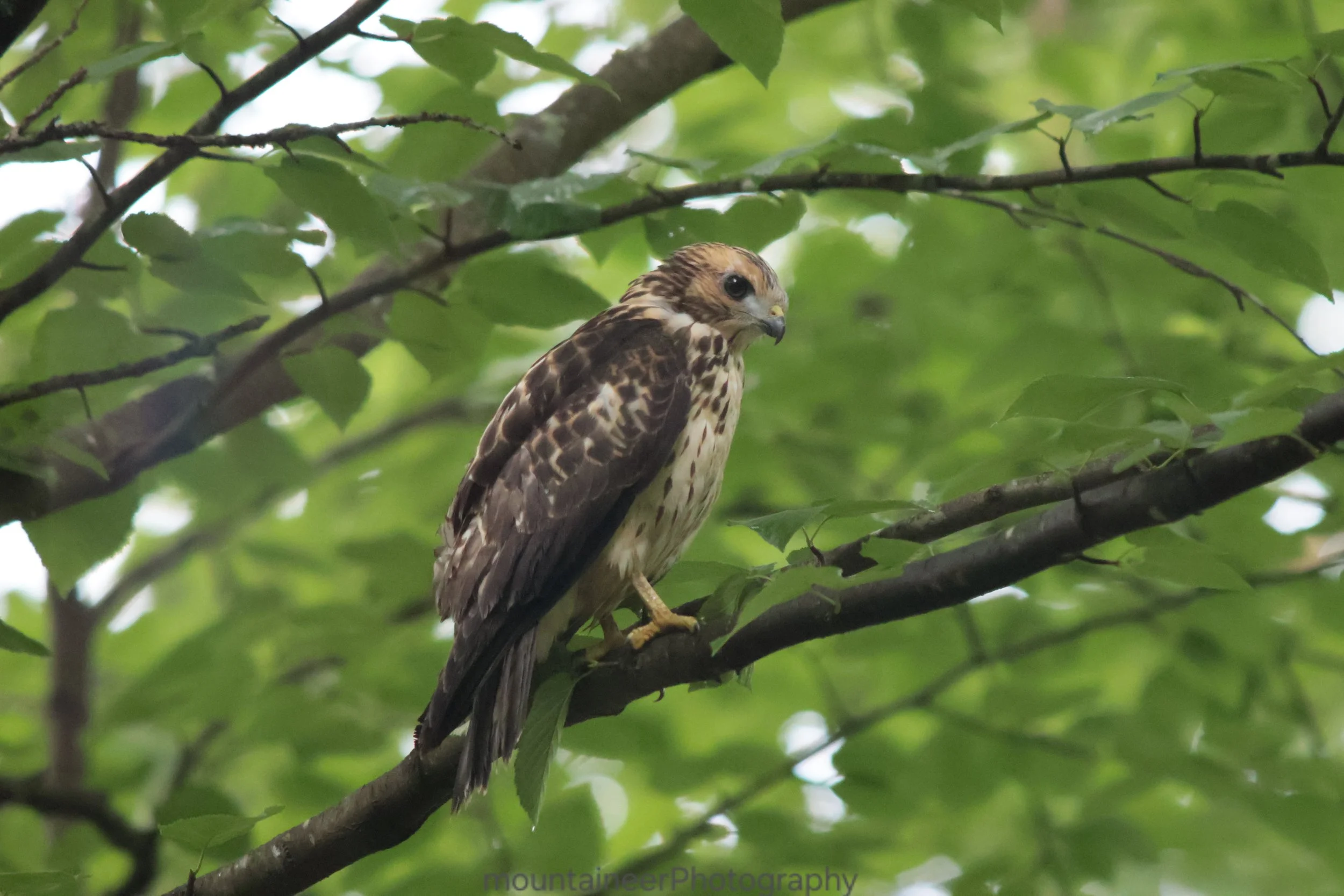 Woodland Warrior: Broad Winged Hawk