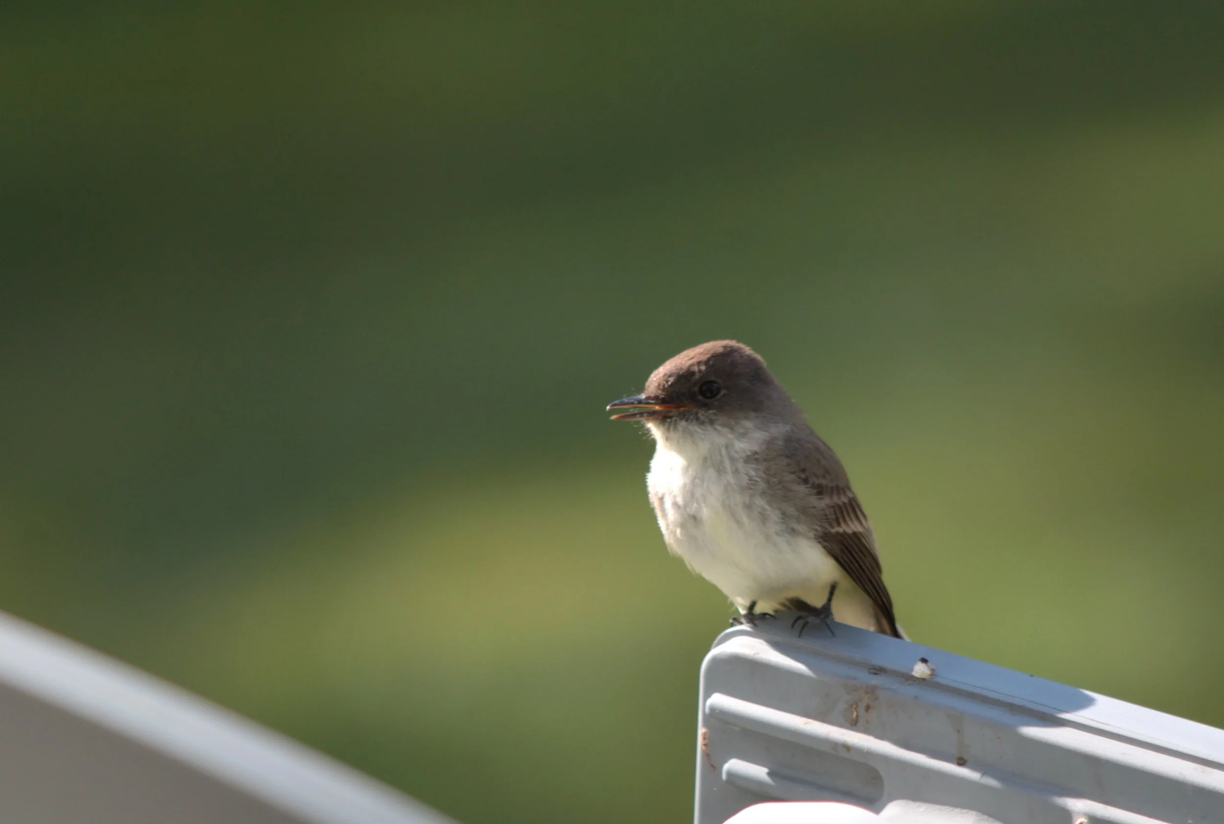 A small Eastern Phoebe is perched on a small satelite dish