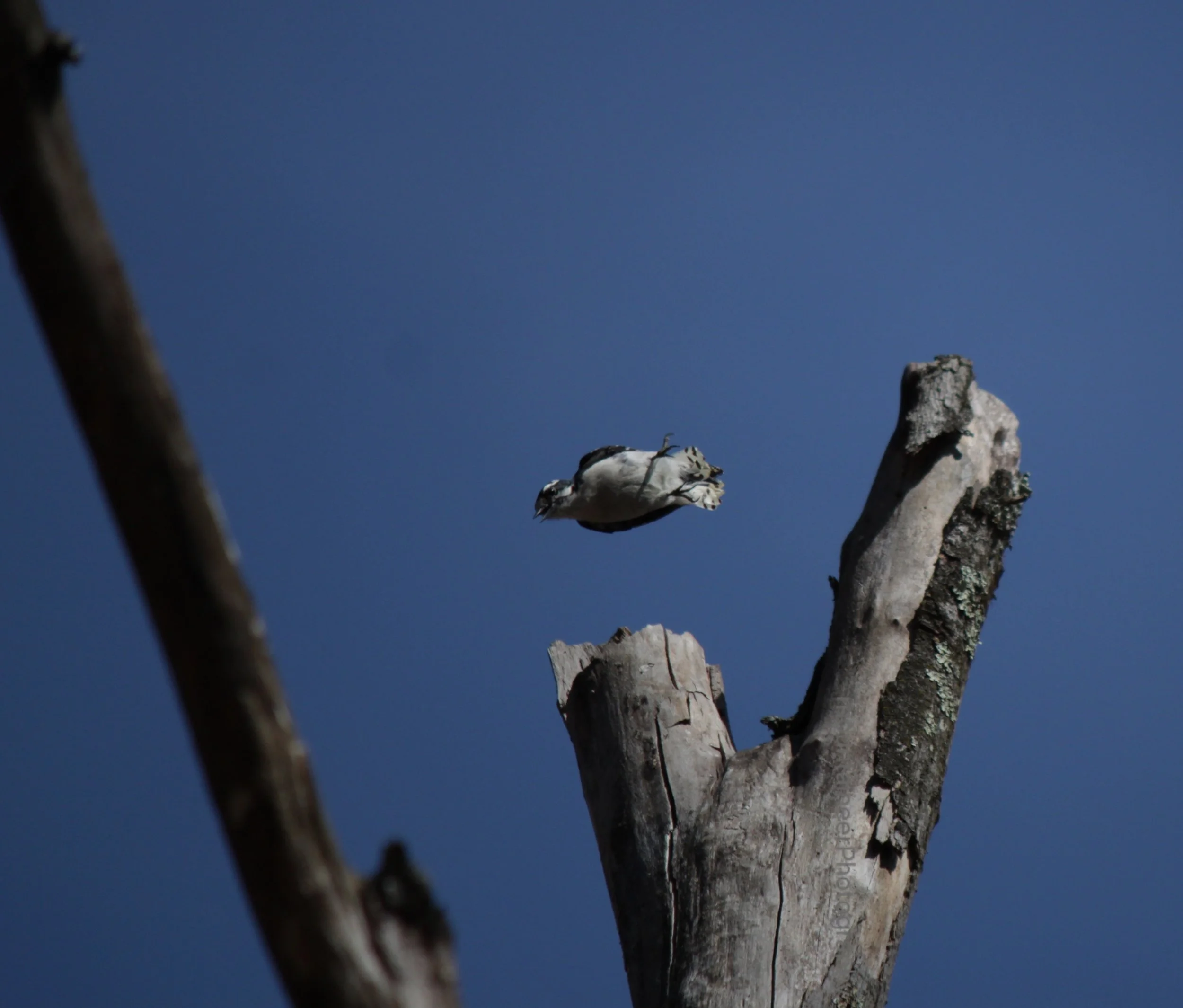 Divebombing Downy