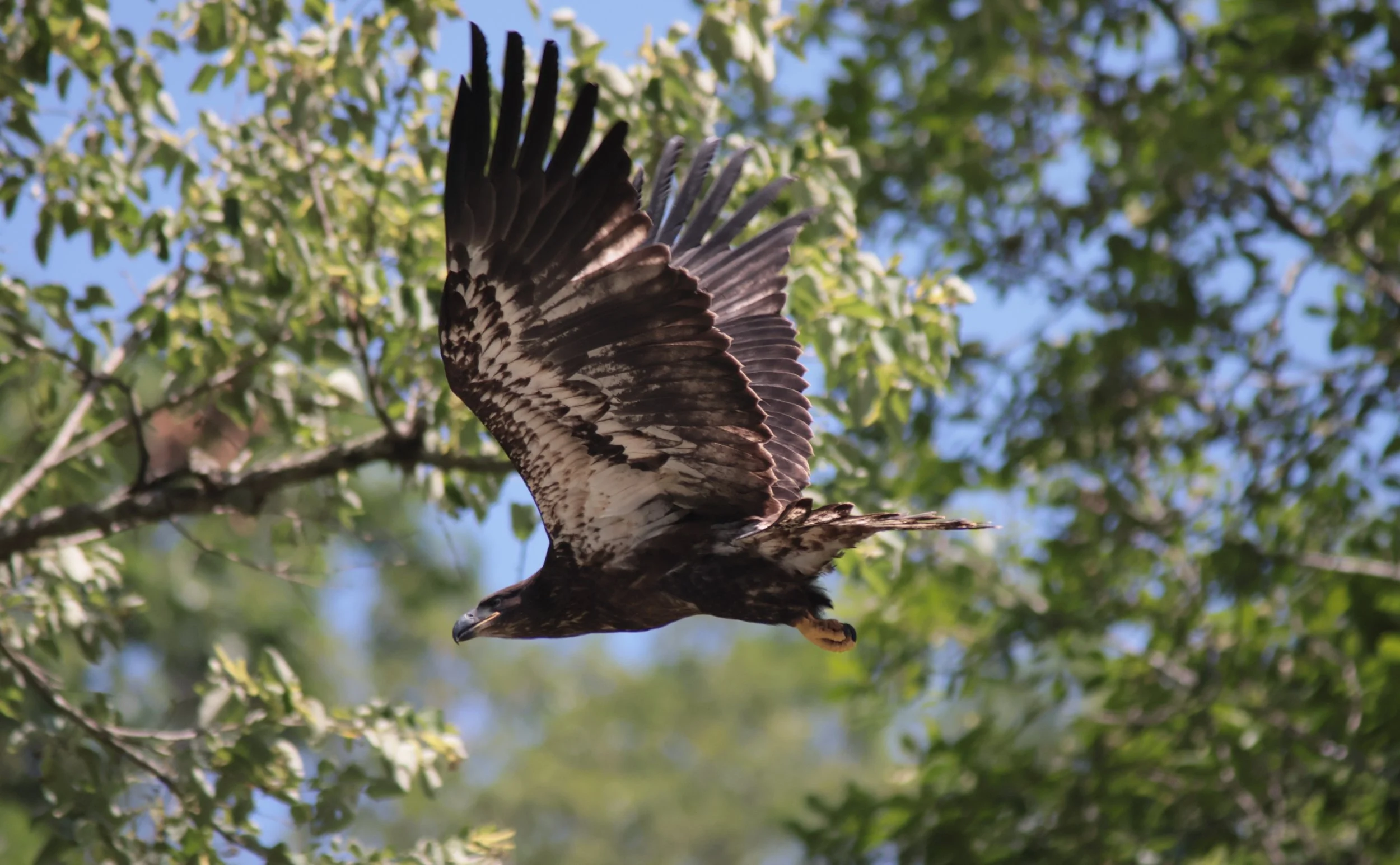 Juvenile Bald eagle flying with its wings spread and green tree branches in the background in front of a blue sky.