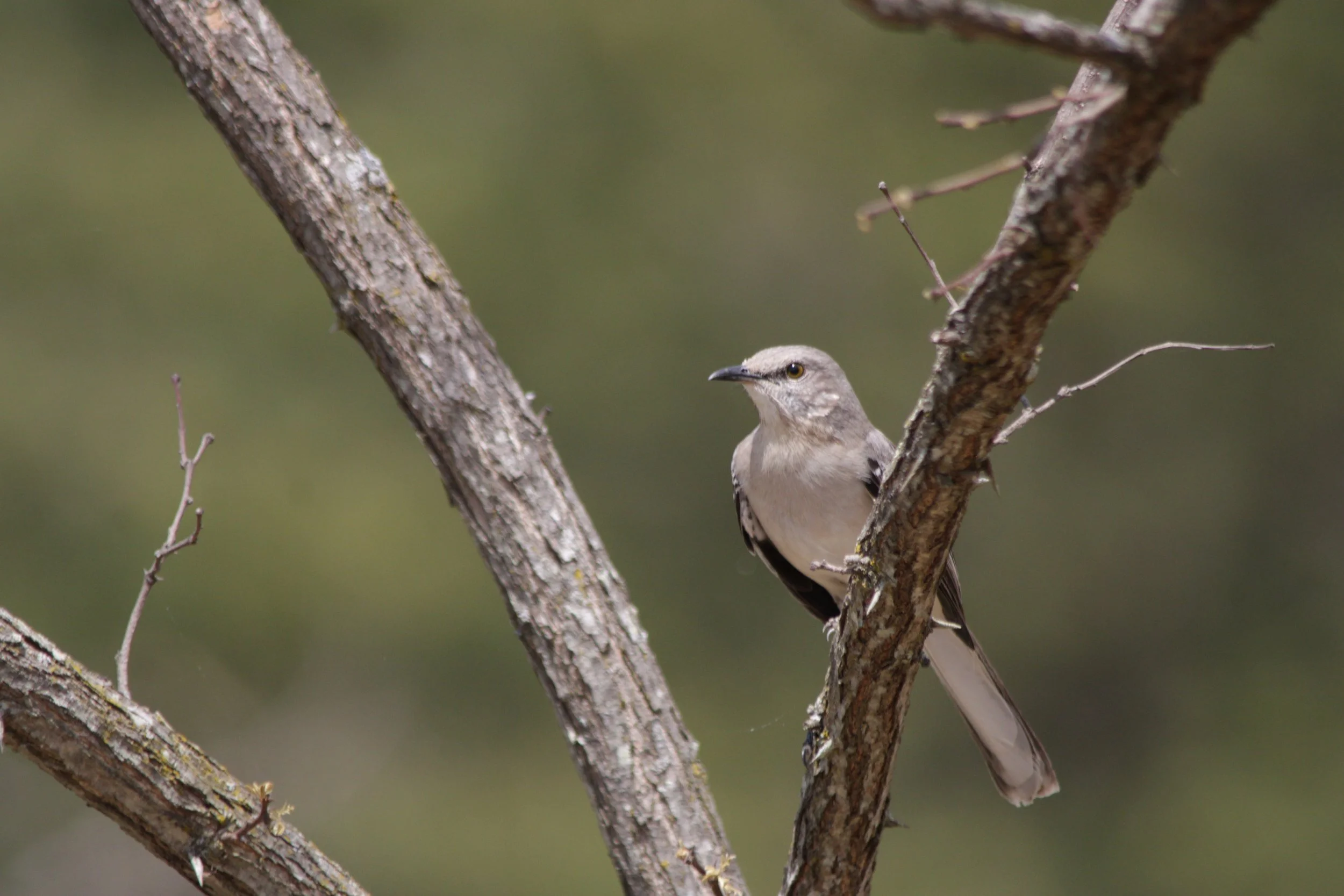 A Northern Mockingbird sits on a branch posing for the picture.