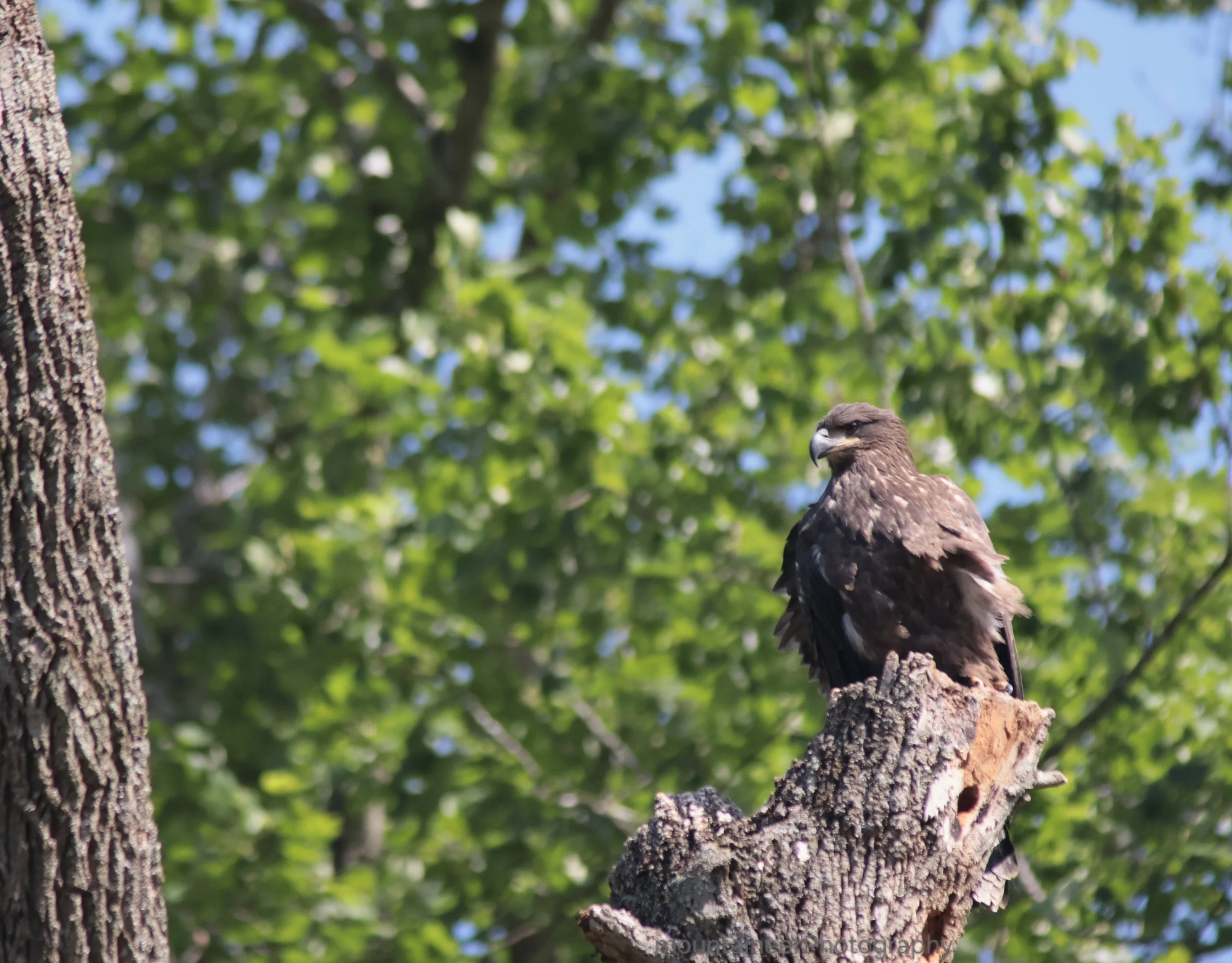 Blending In: Juvenile Bald Eagle