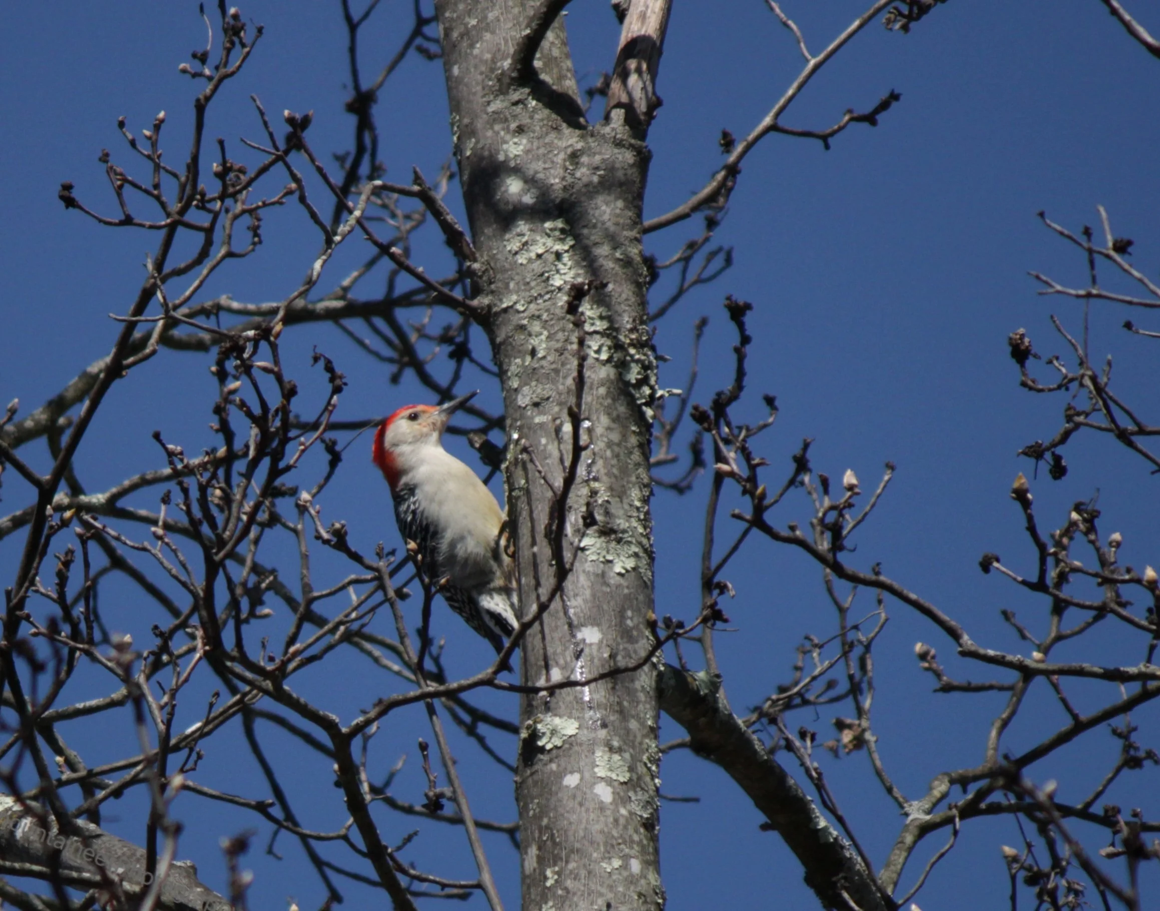 Red Bellied Woodpecker