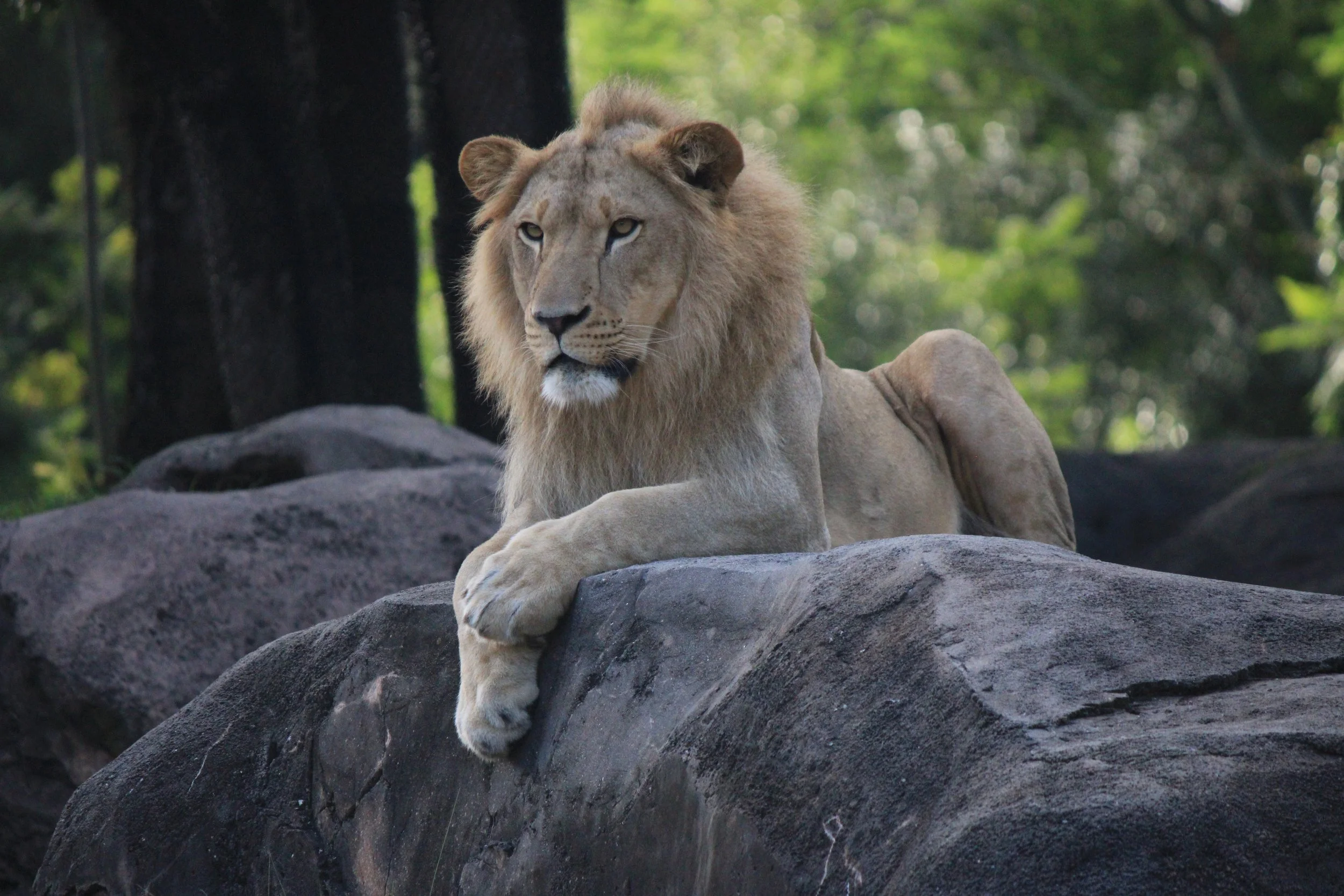 This is a Male Lion laying down, paws crossed, on a rock.