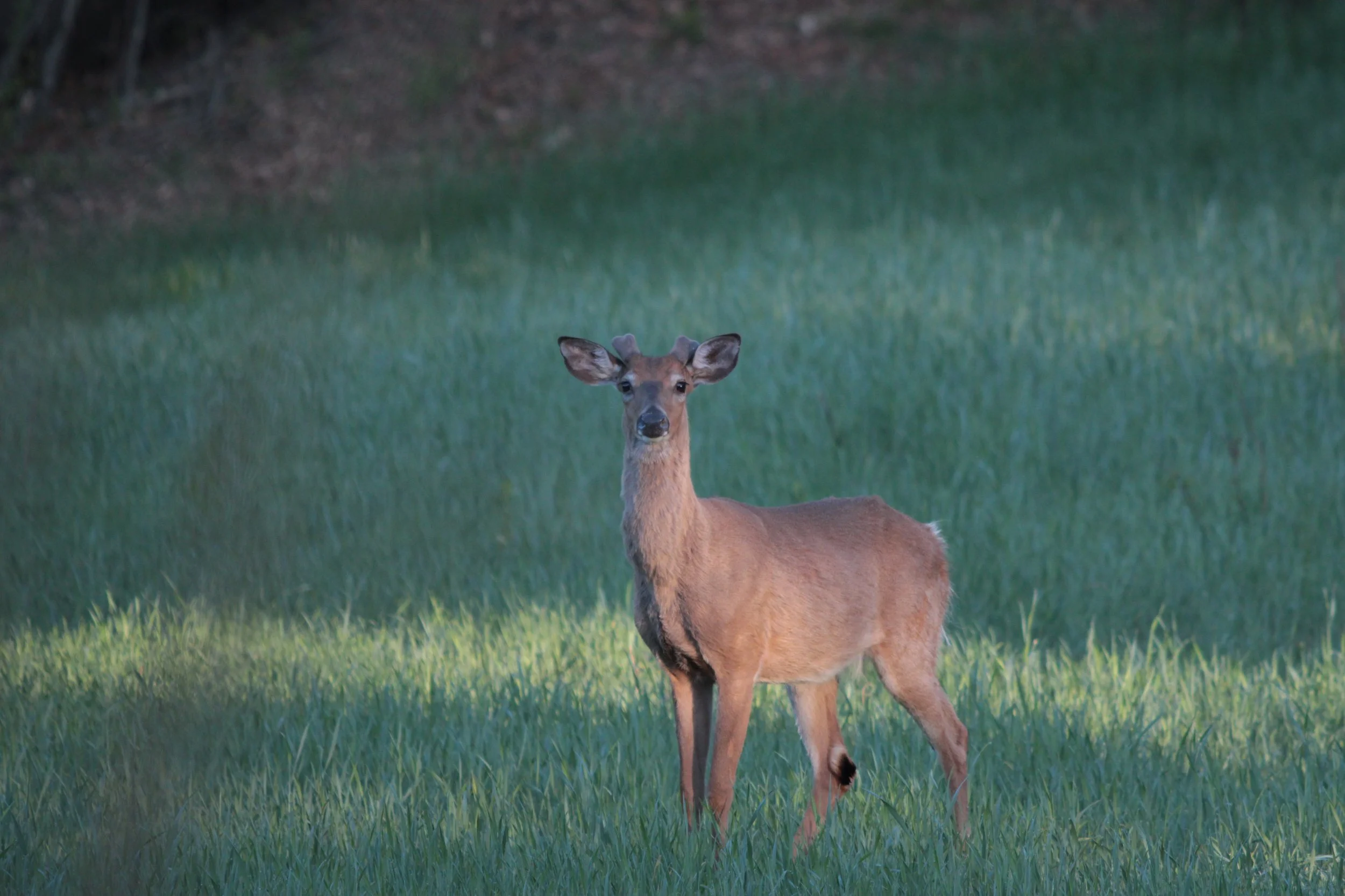 A young male deer standing in a field which is starting to get his antlers.