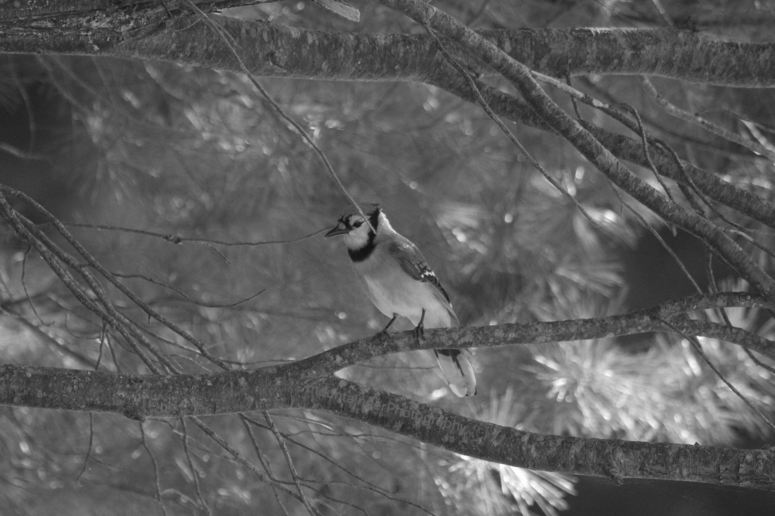 Sorrowful Blue Jay