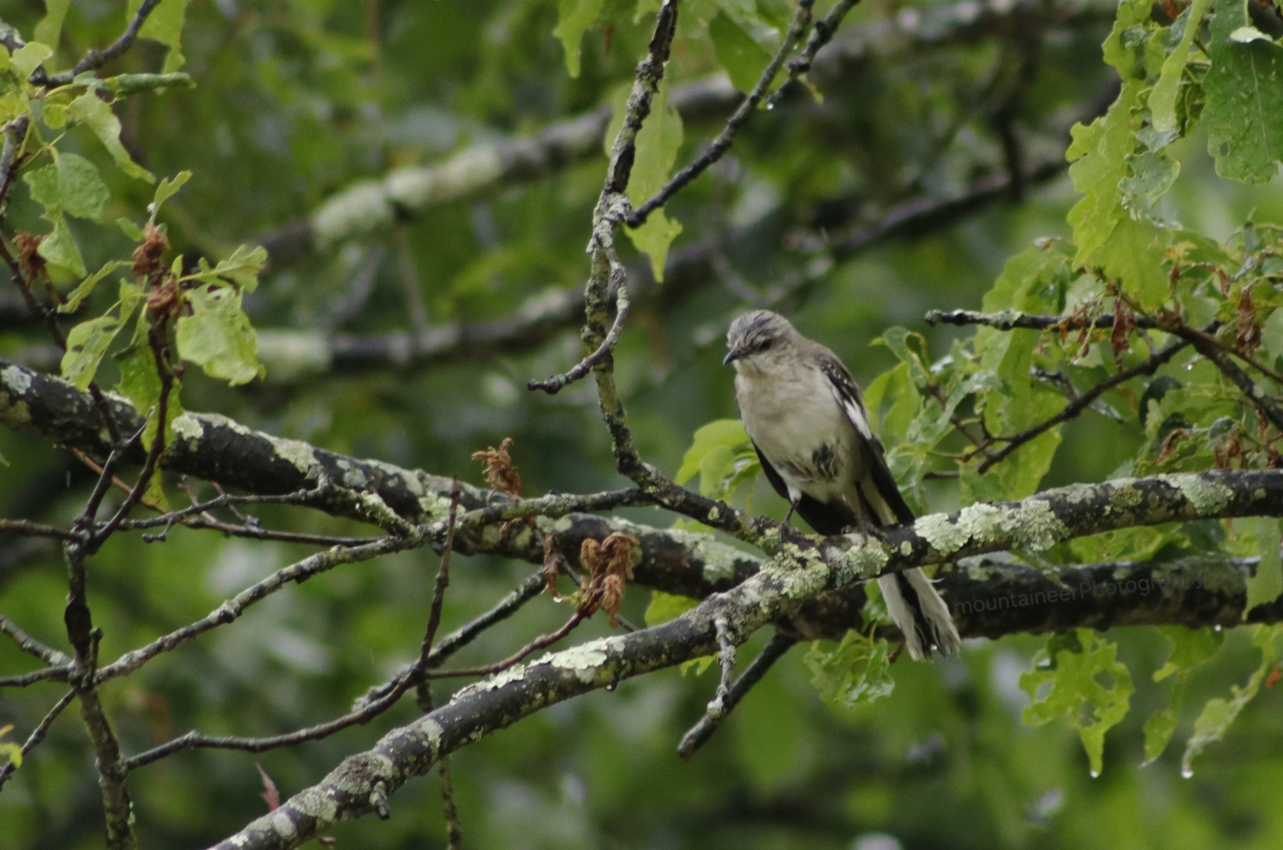 Intense Gaze-A Northern Mockingbird