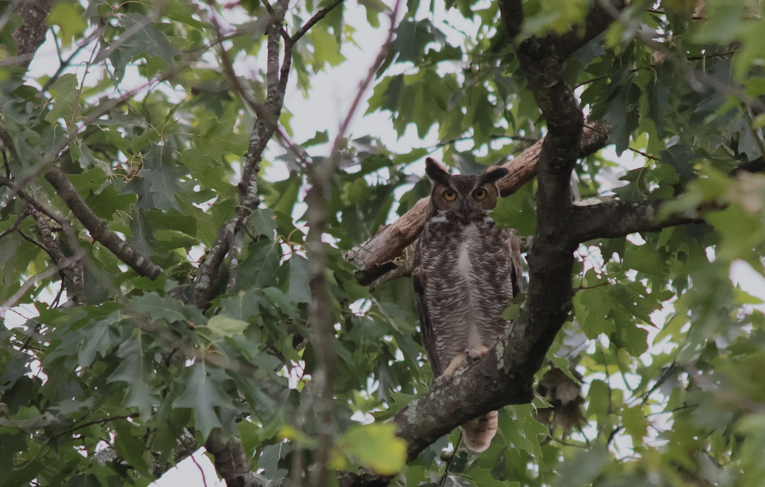 Gaze Of The Great Horned Owl