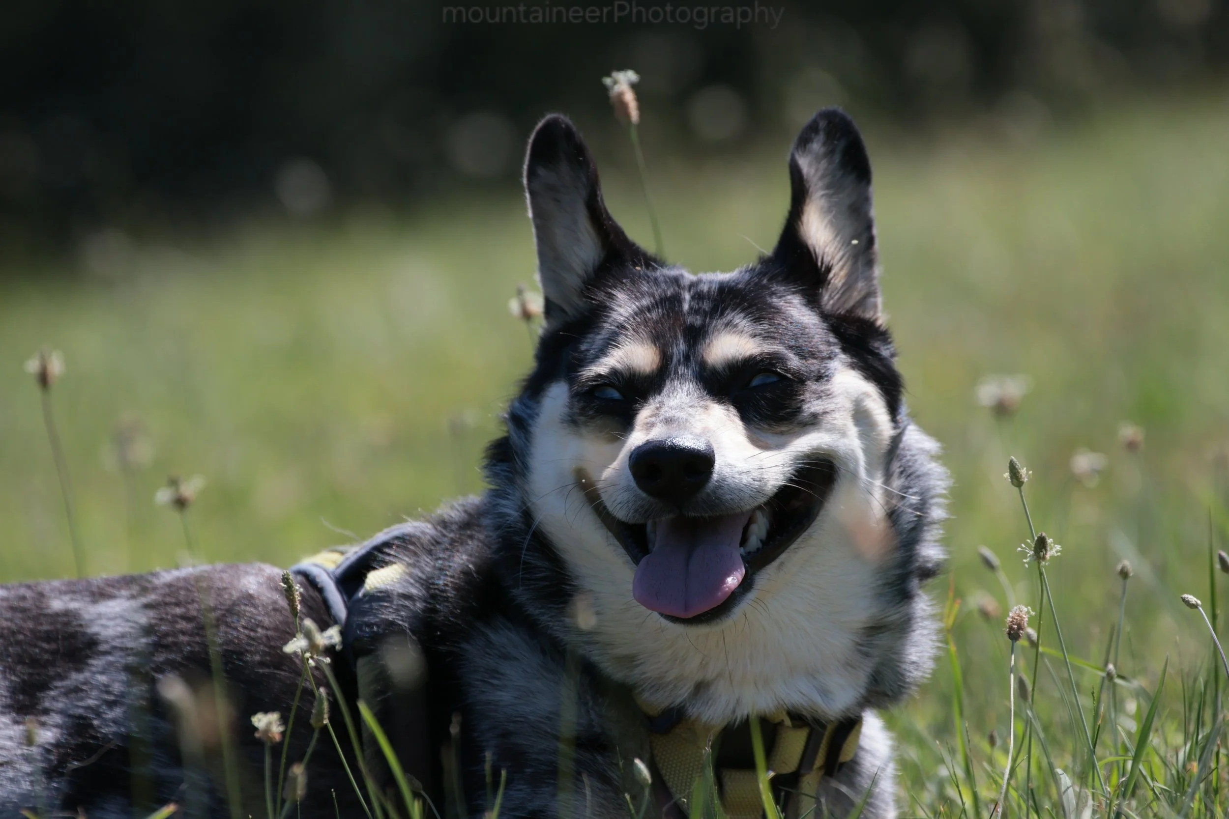 Happy Dog