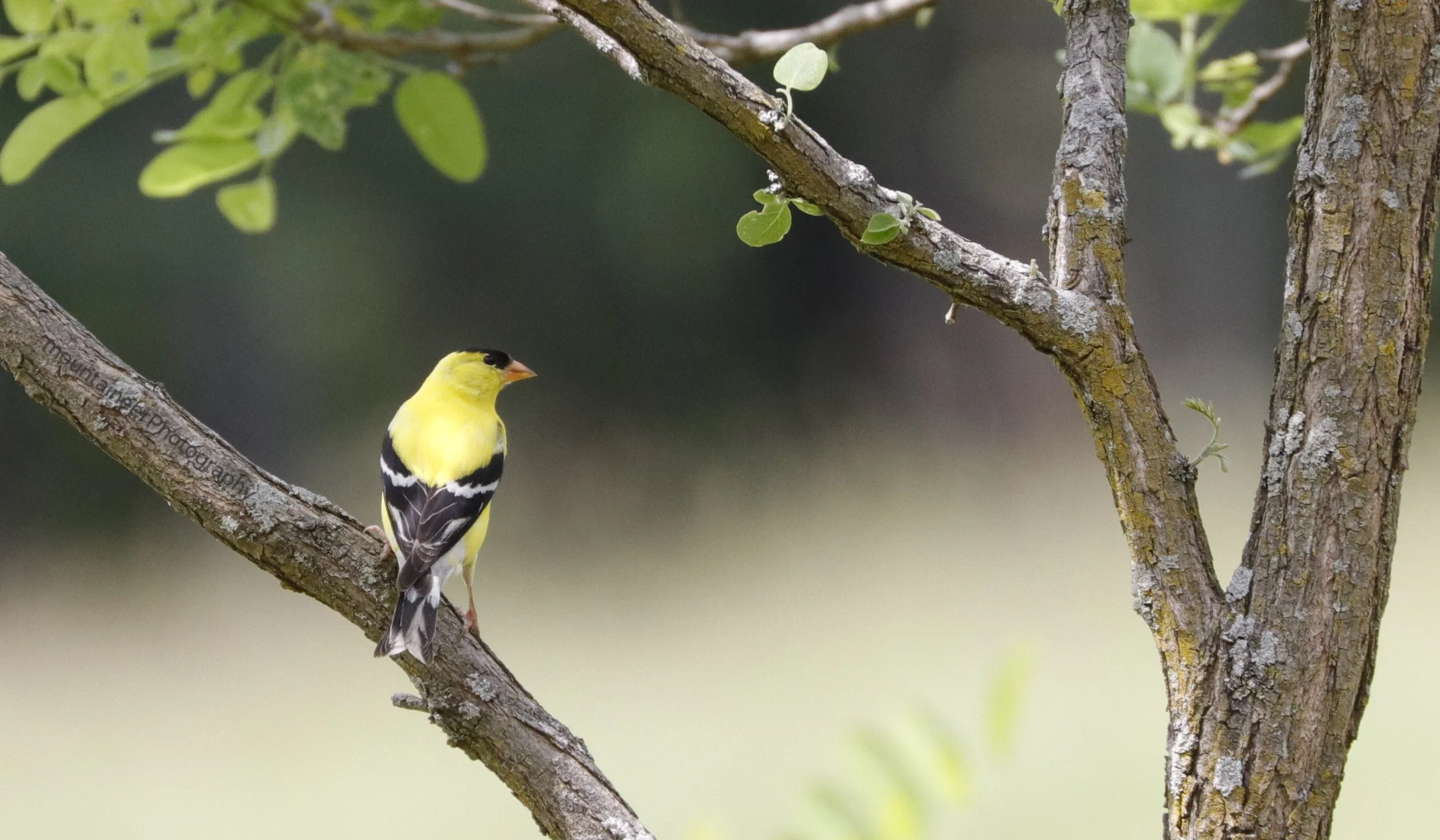 American Goldfinch