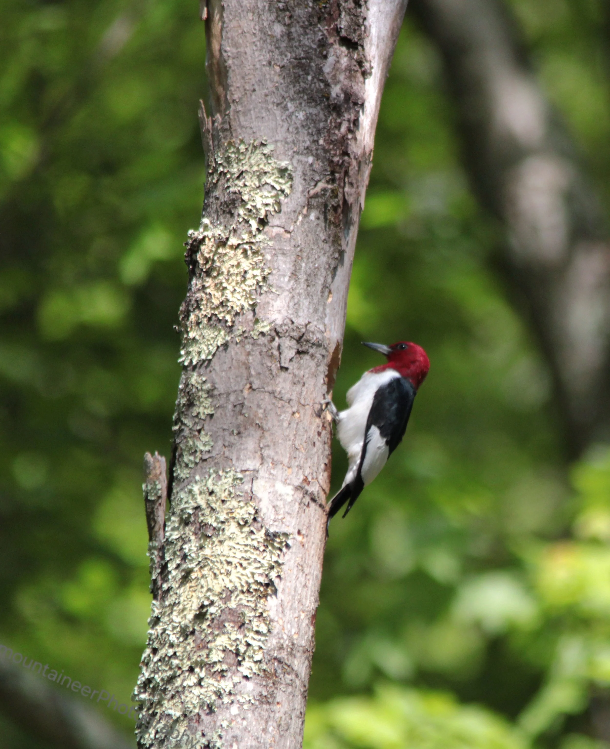Hunting Red Headed Woodpecker