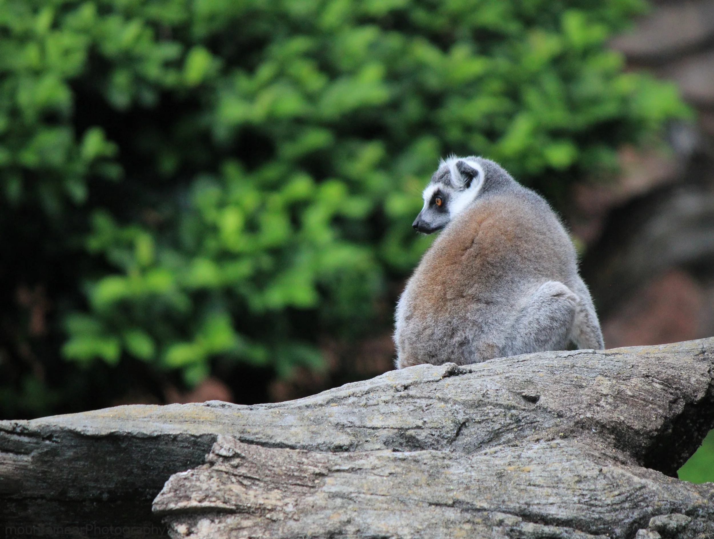 Loafing Lemur