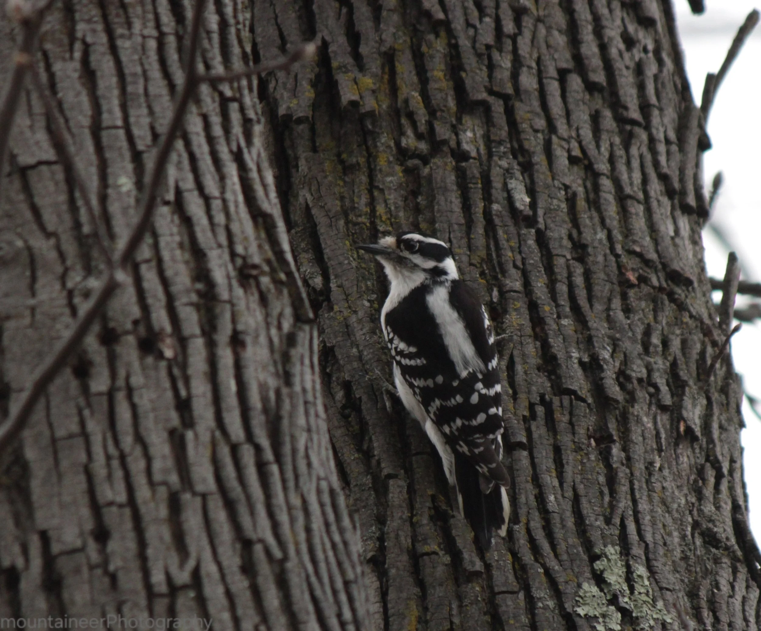 Downy Woodpecker
