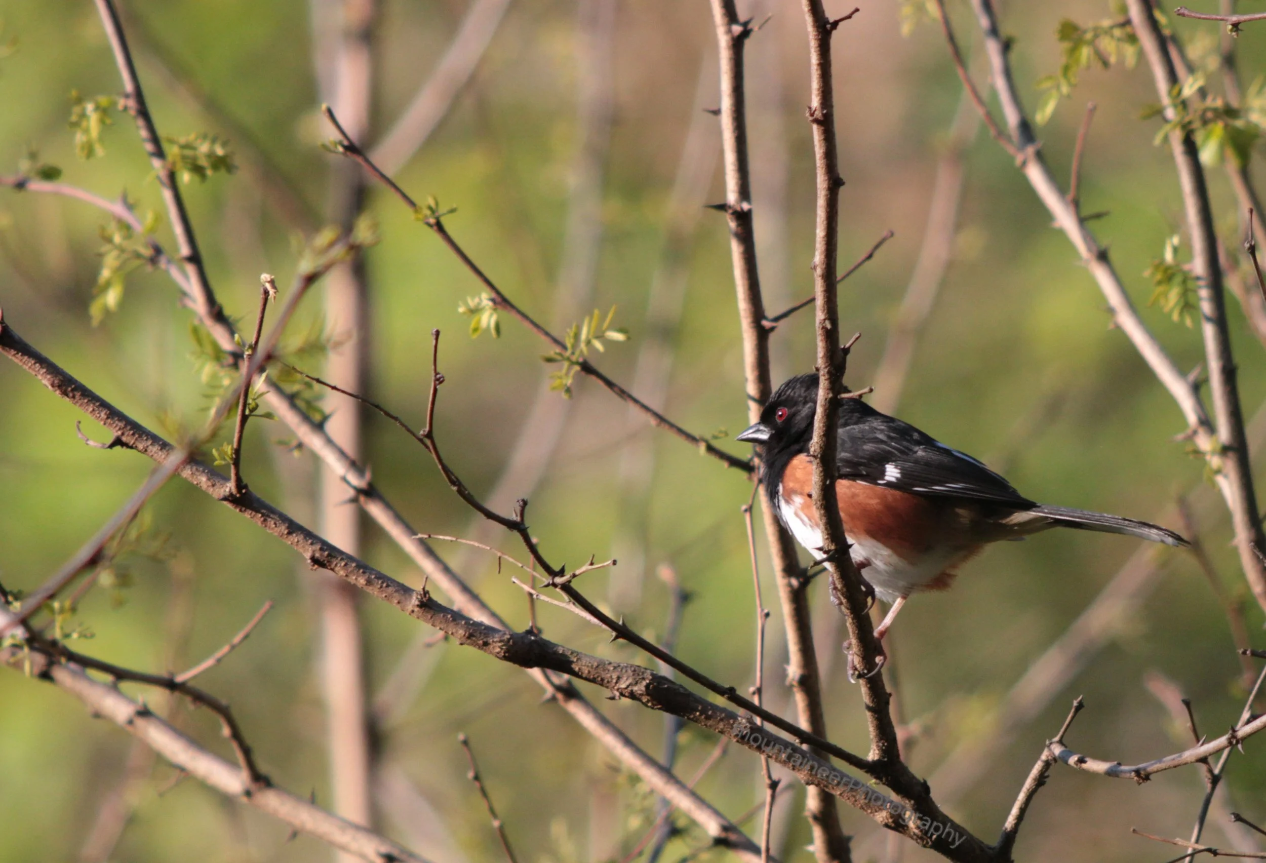 "Drink Your Tea"-Eastern Towhee