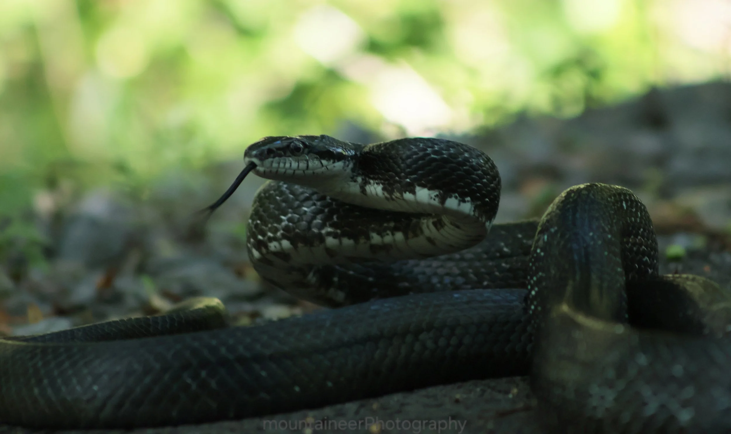 Striking Blacksnake