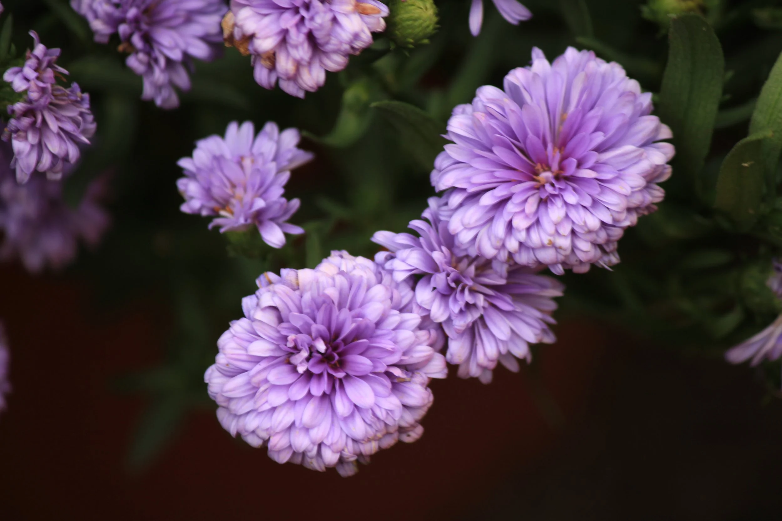 Close-up of beautiful purple pom-pom style flowers.