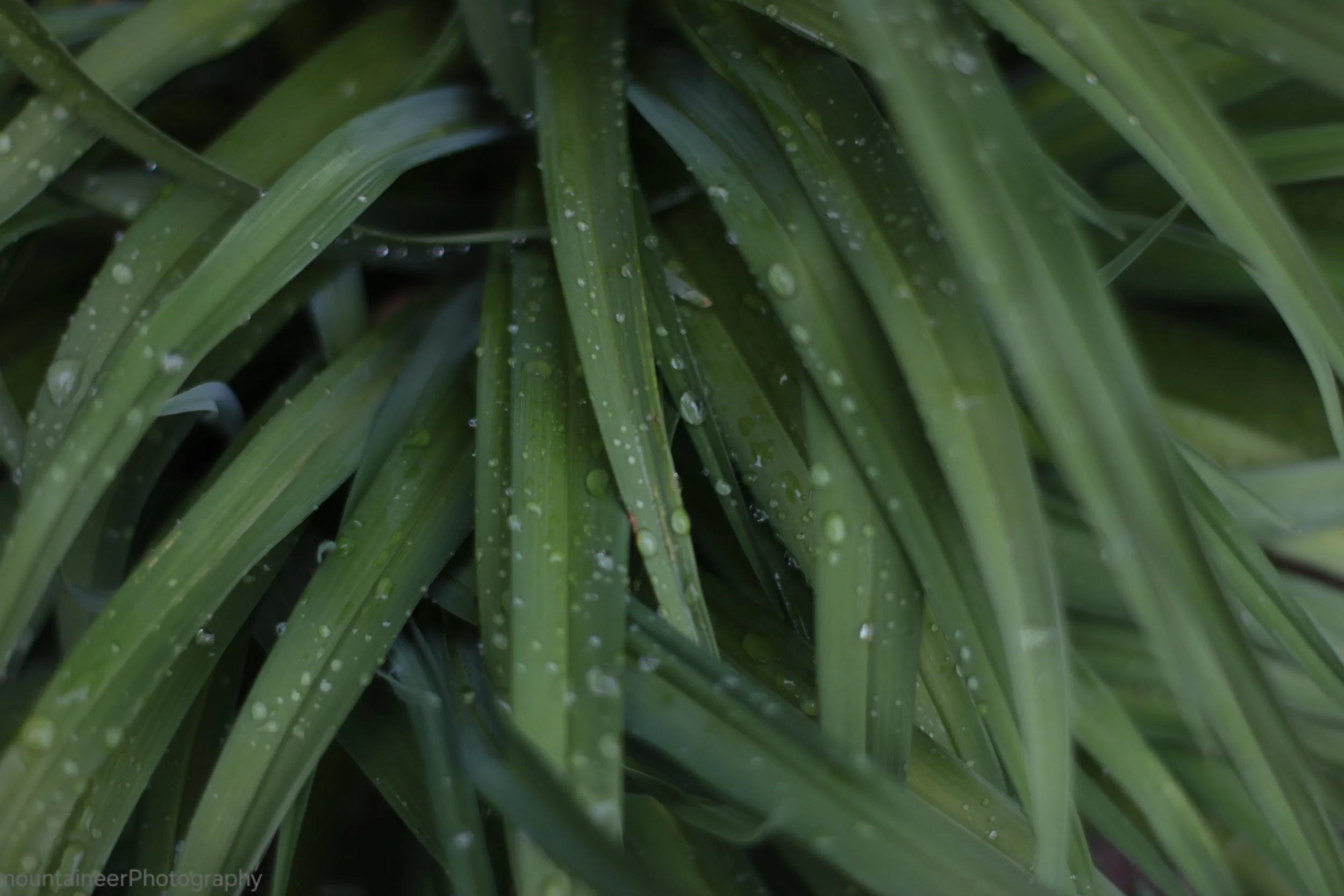Dew Covered Foliage