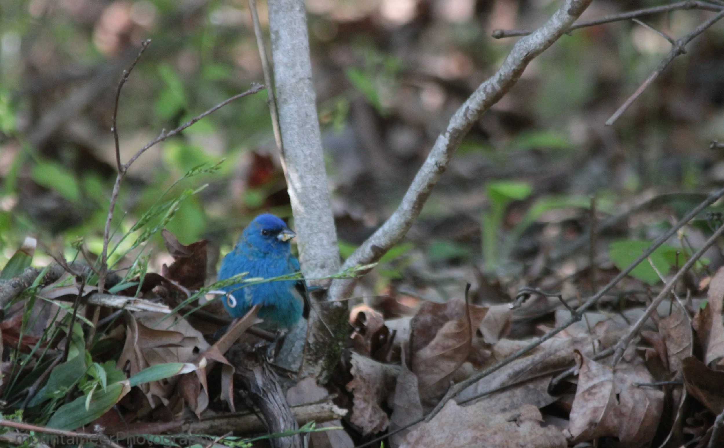 Male Indigo Bunting