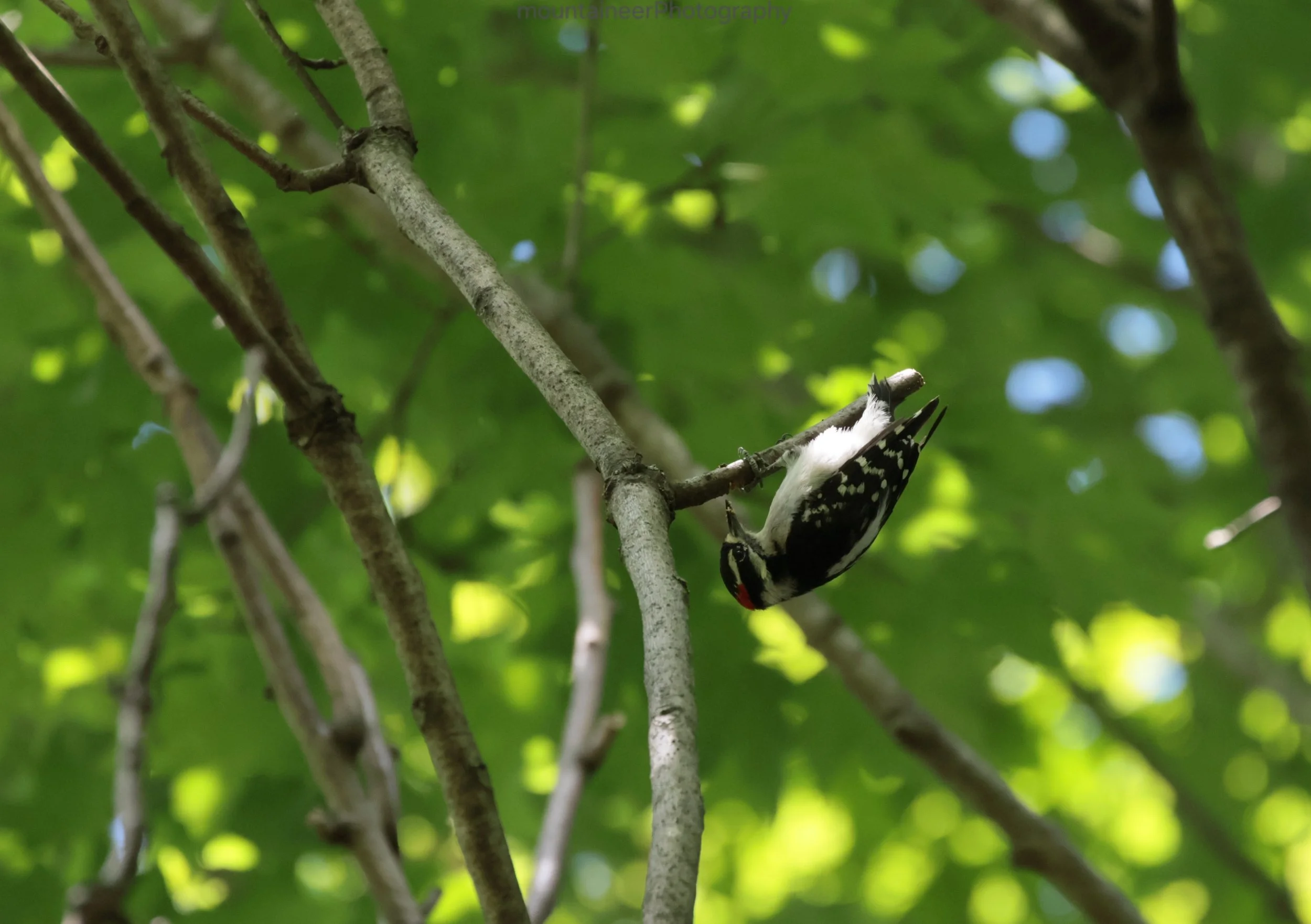 Downy Woodpecker