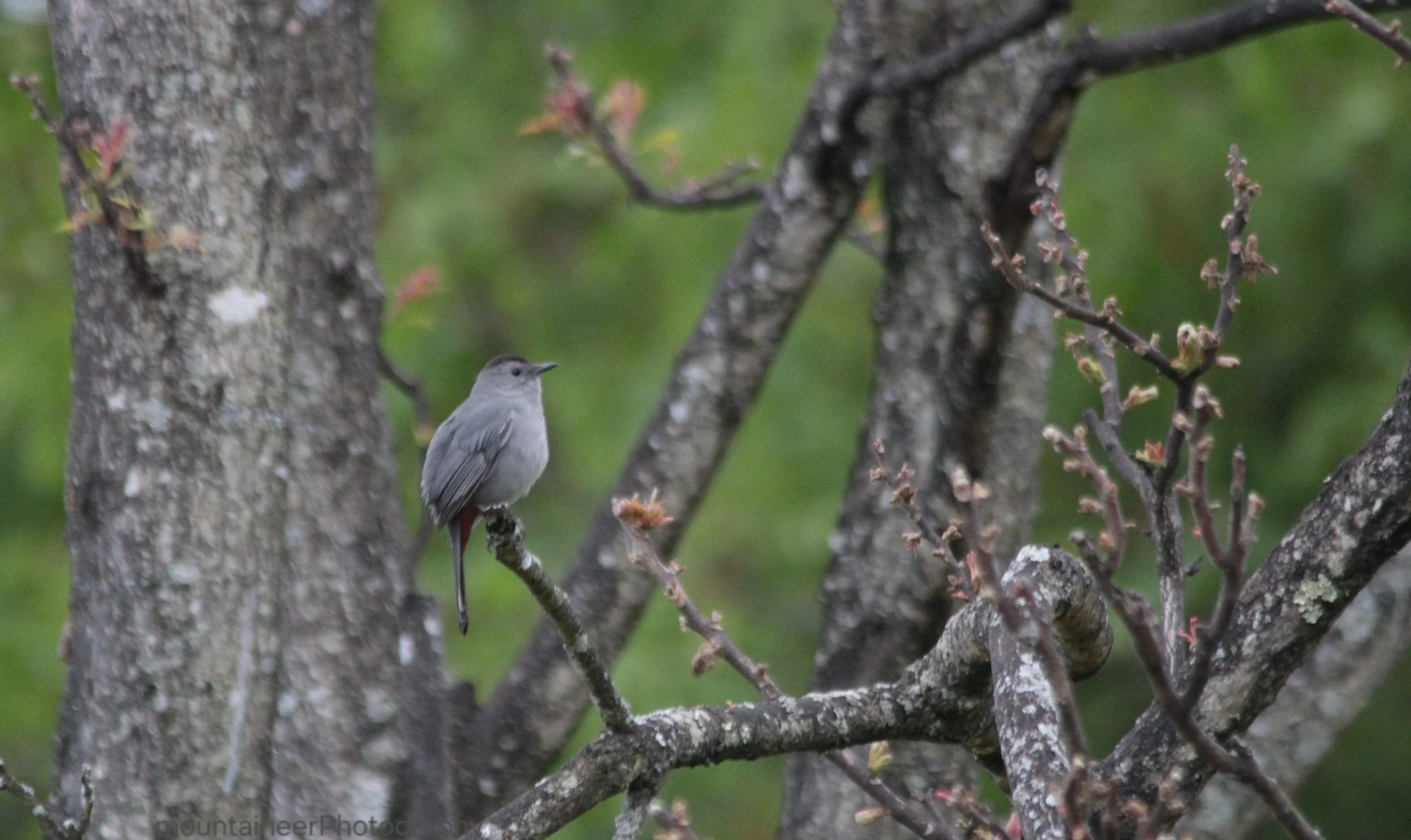 Calming Catbird