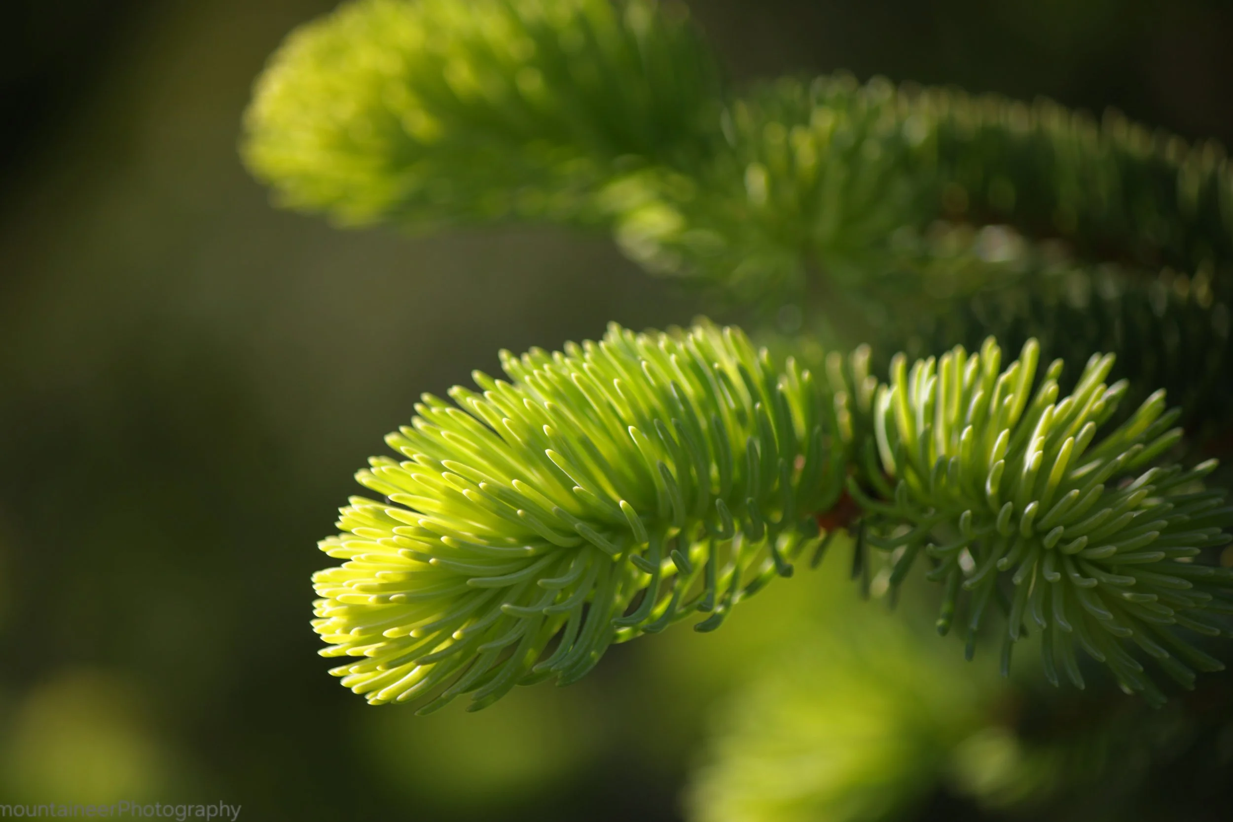 Sun lit pine needles