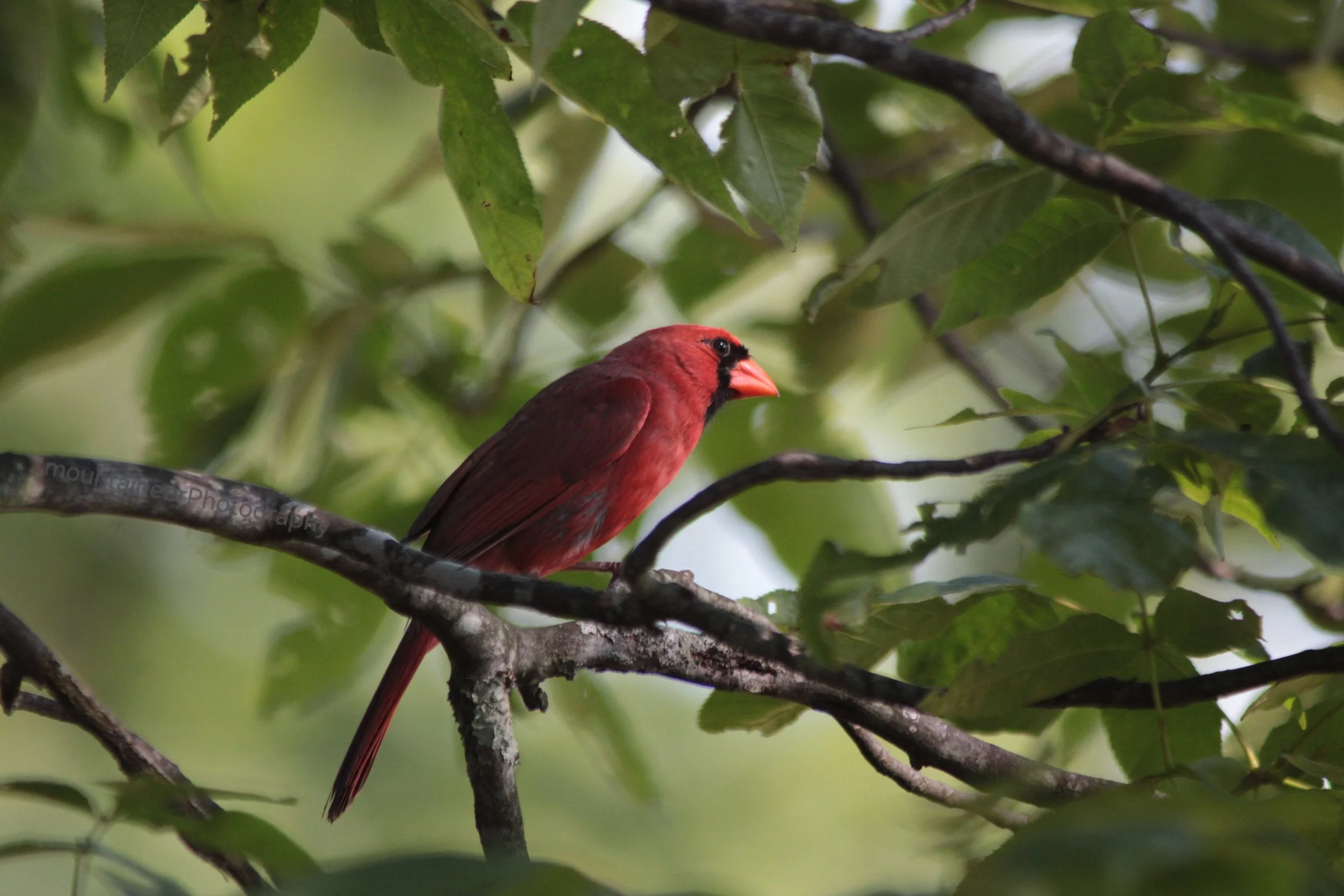 Intrigued Cardinal