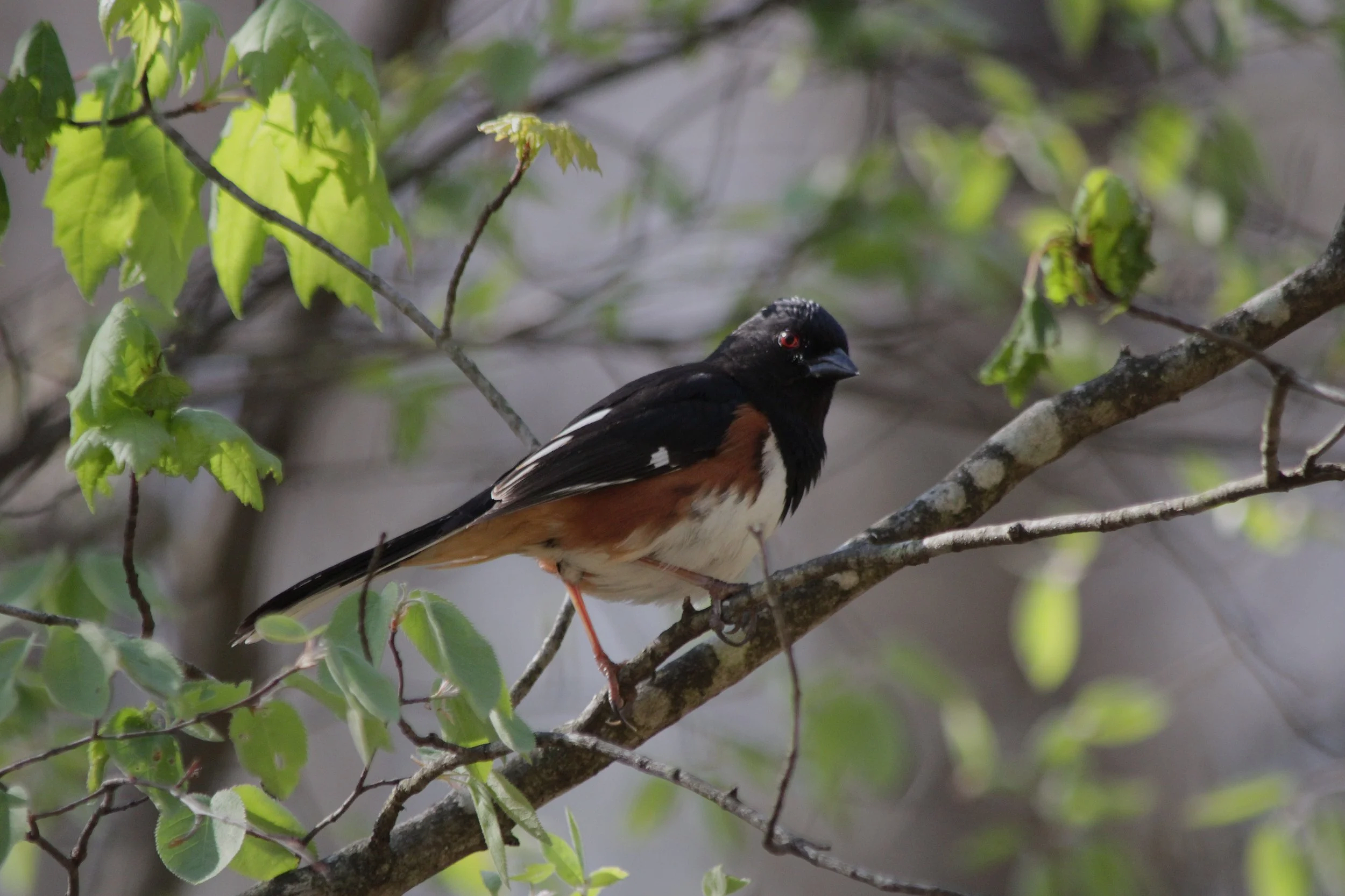 A bird with black, white, and reddish-brown feathers, red eyes, perched on a tree branch surrounded by vibrant green leaves.