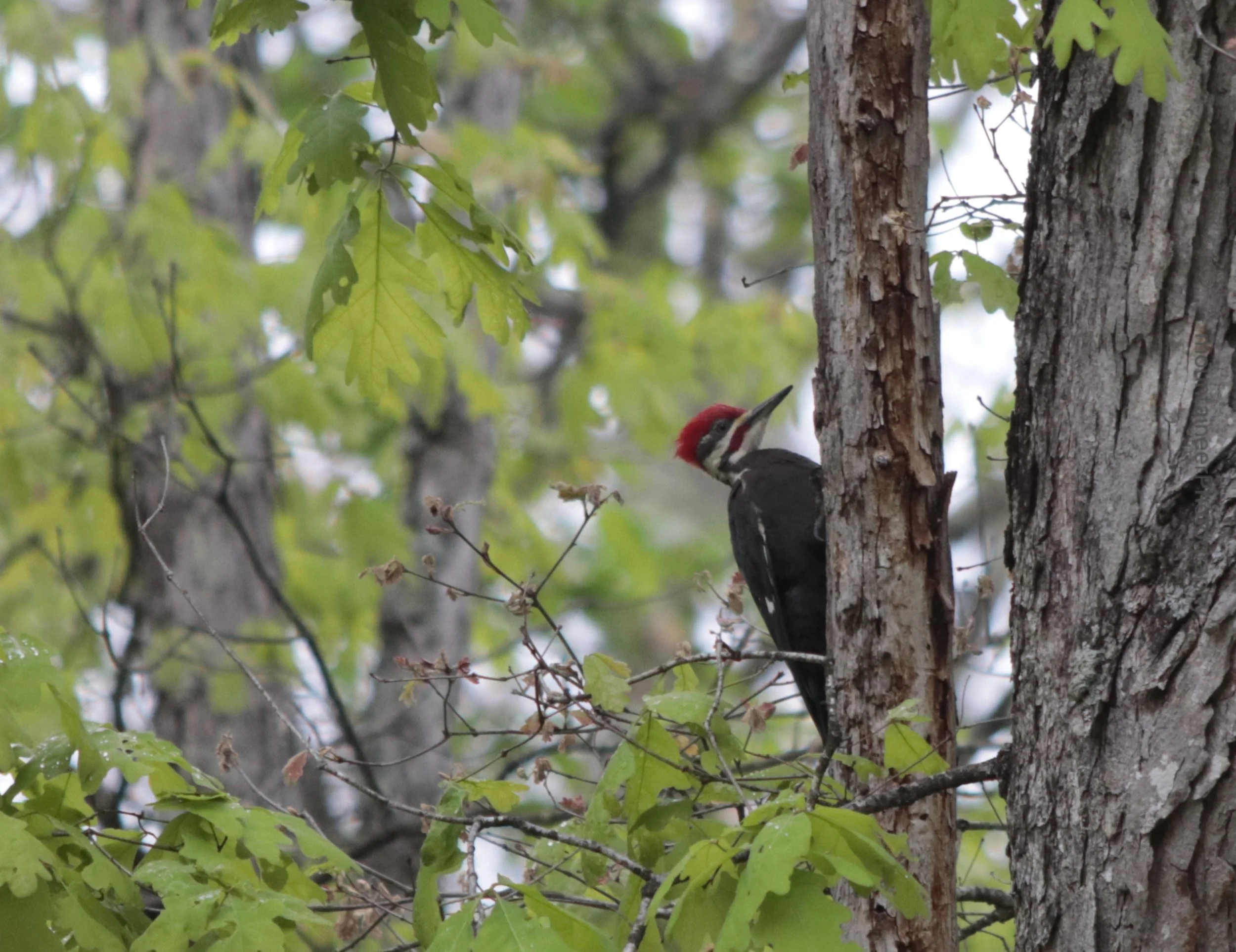 Largest Woodpecker of North America