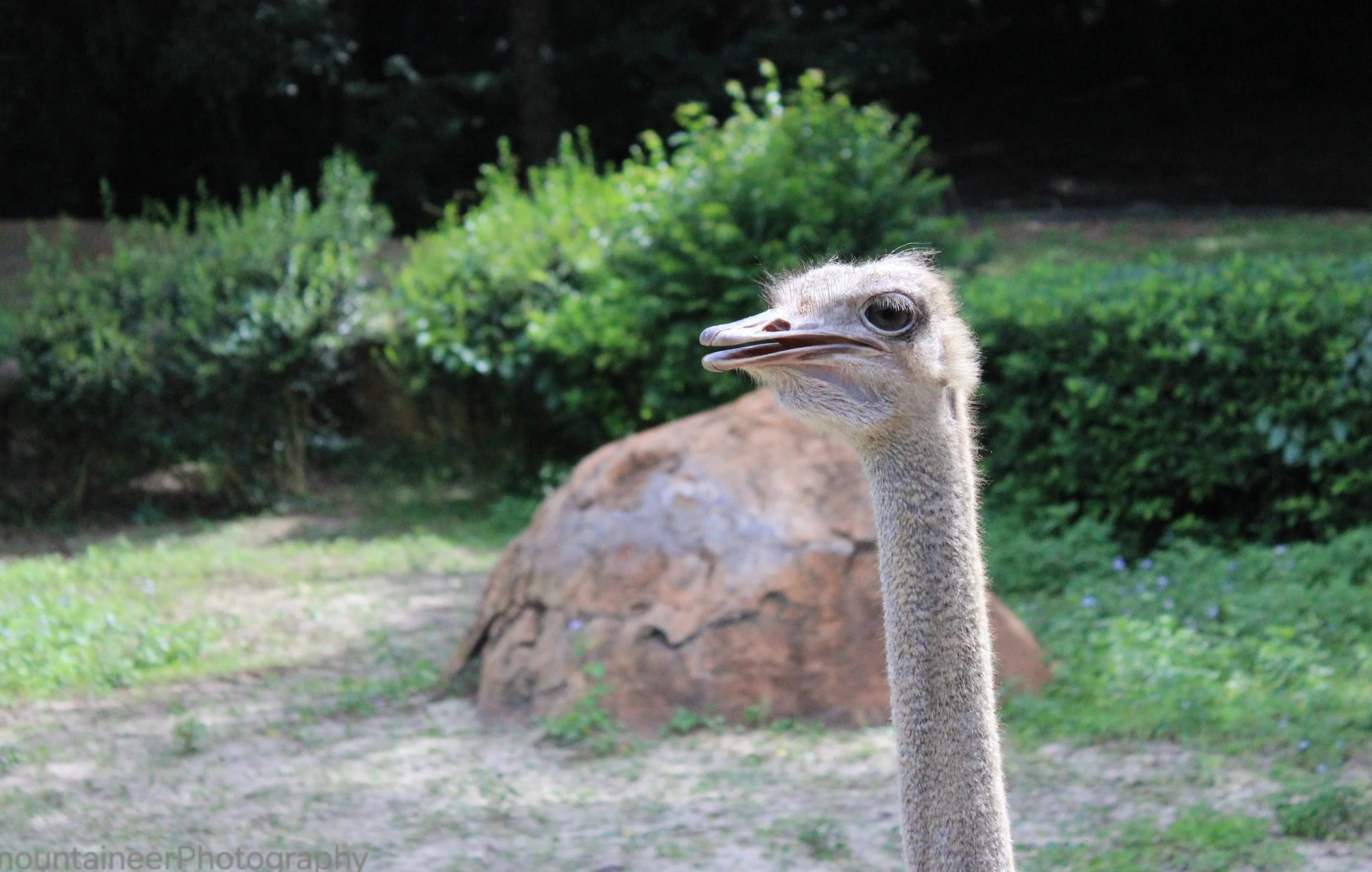 Face to Face with an Ostrich