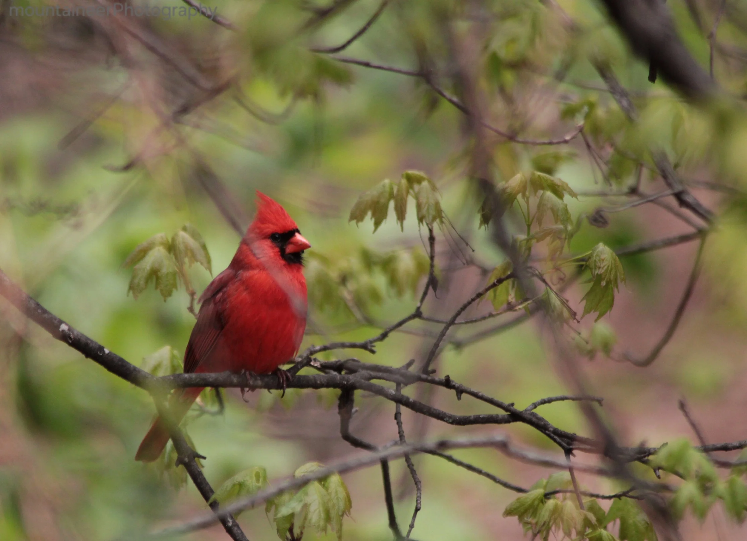 Puffed up Cardinal
