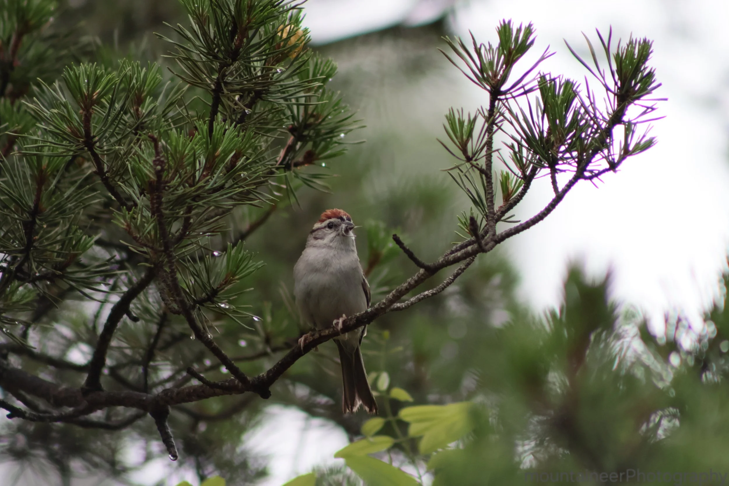 Chipping Sparrow: Sentinel of the Canopy