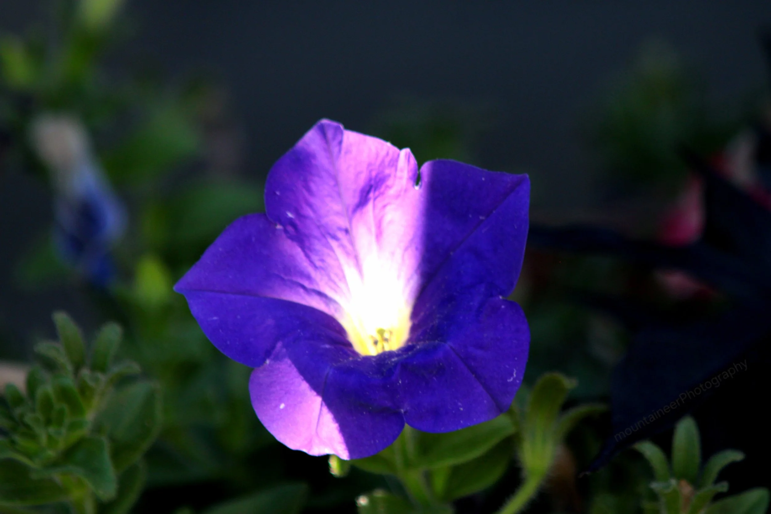 Shining purple Flower