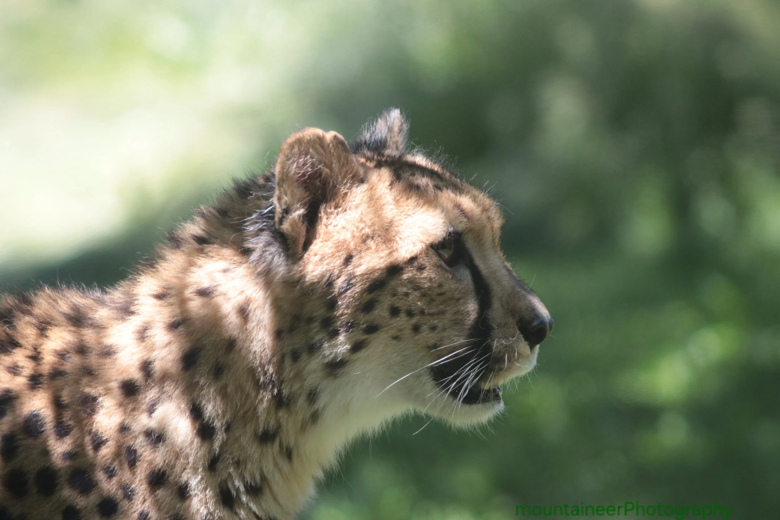Cheetah portrait