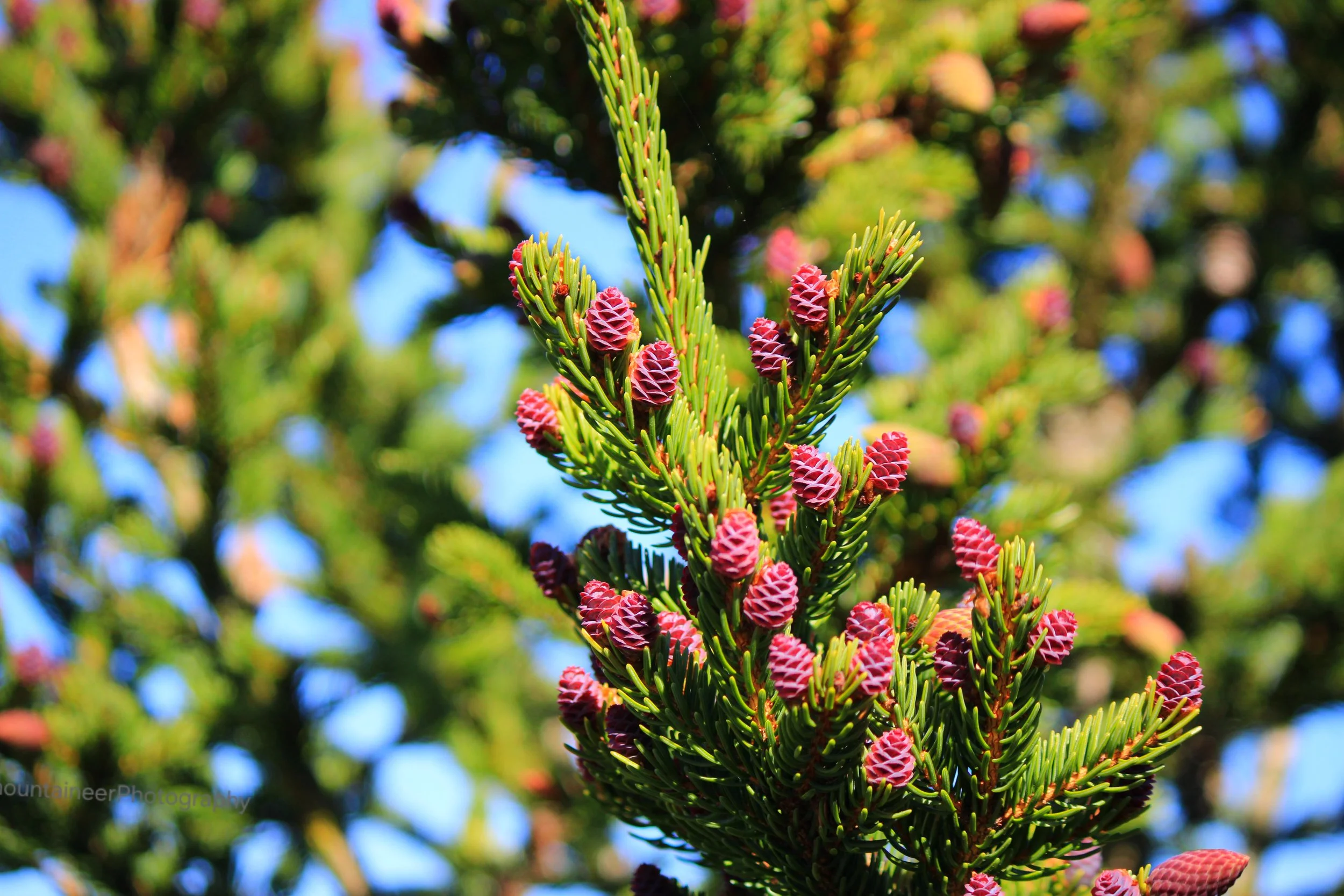 Purple pine cones