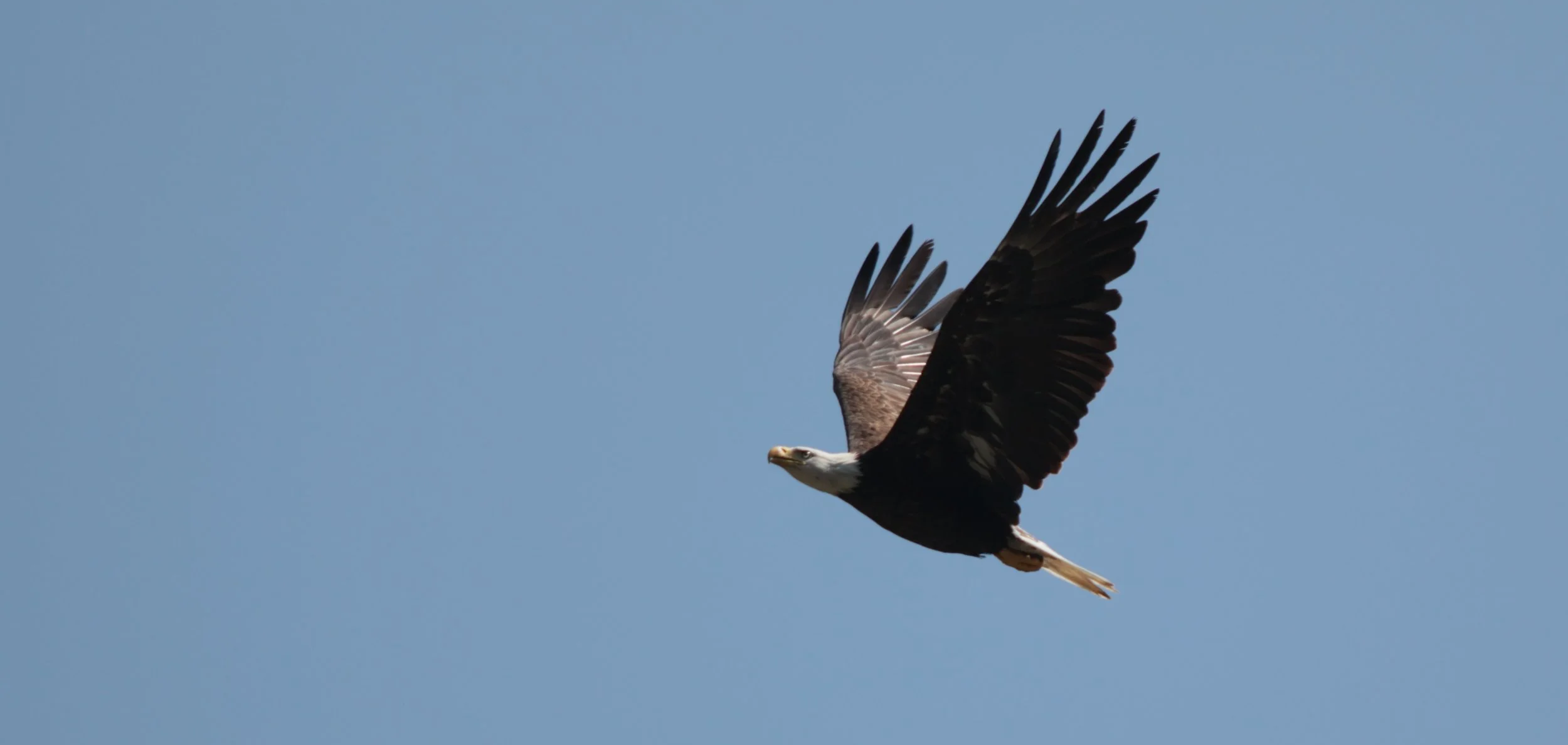 A bald eagle soaring in a clear blue sky with its wings spread wide.
