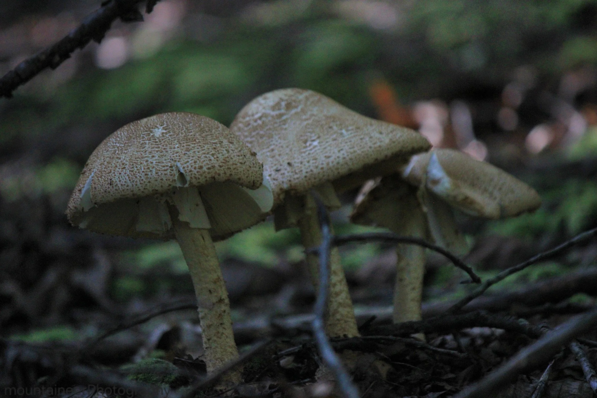 Peaceful Mushroom Trio