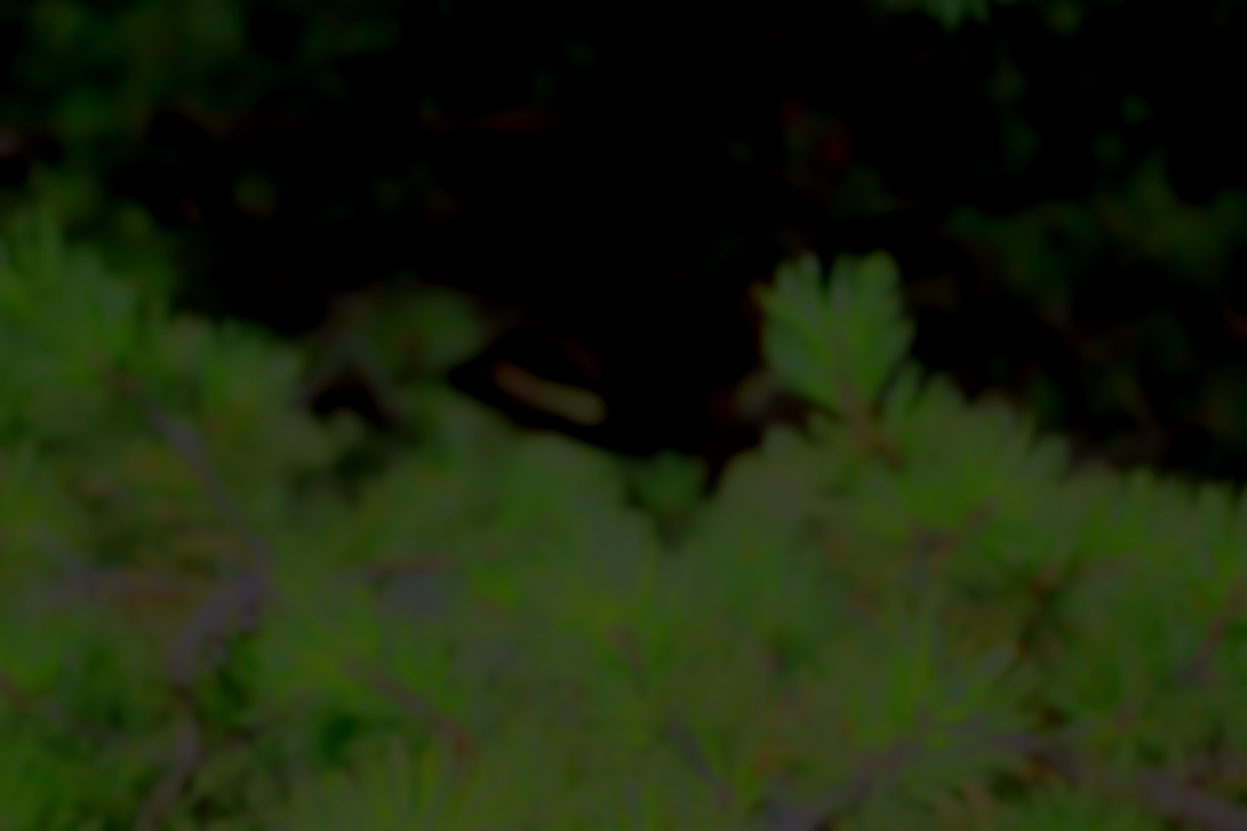 blurry pine needles serving as the out of focus background to my main photos.