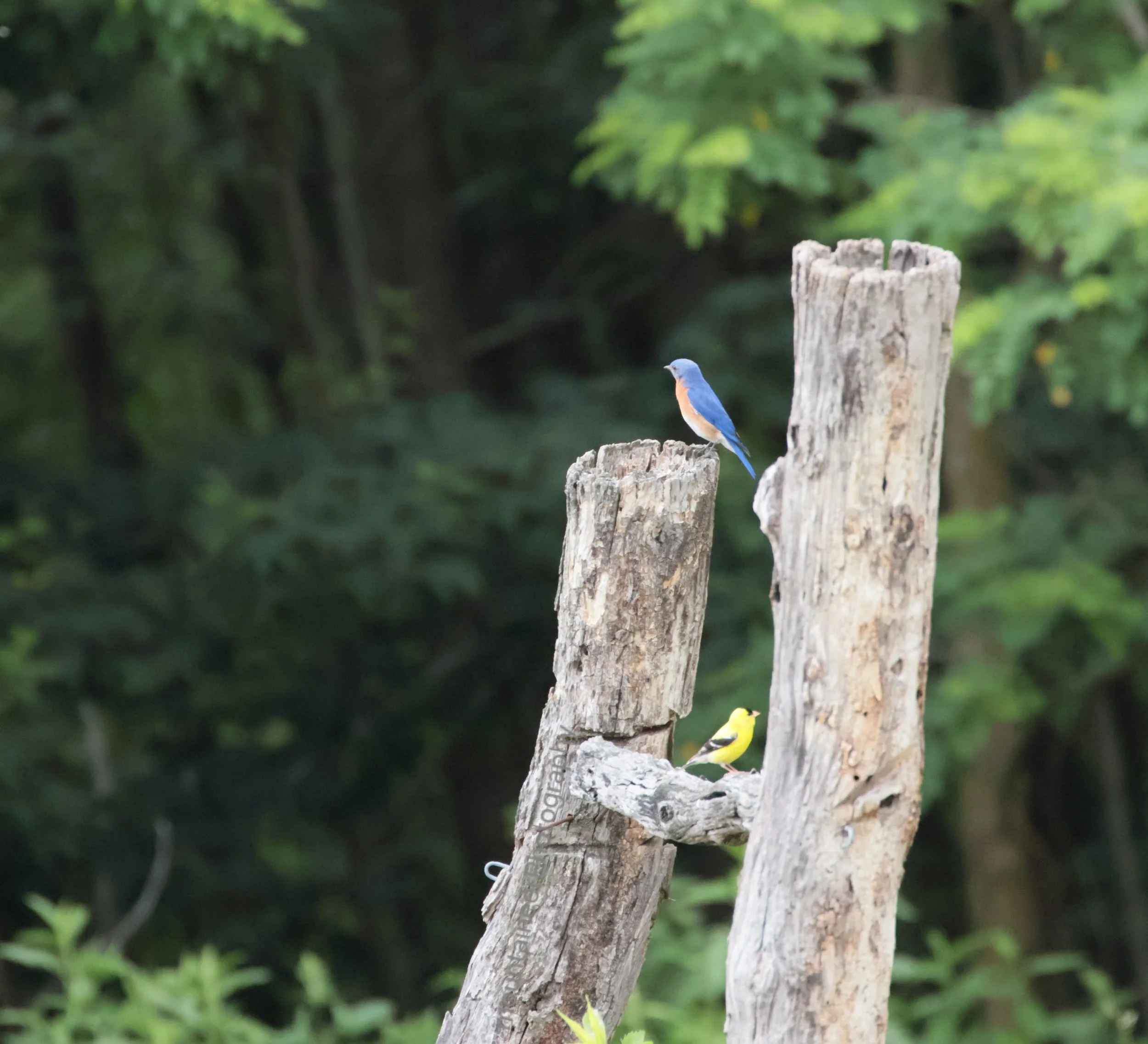 Watch your six: Bluebird and Goldfinch